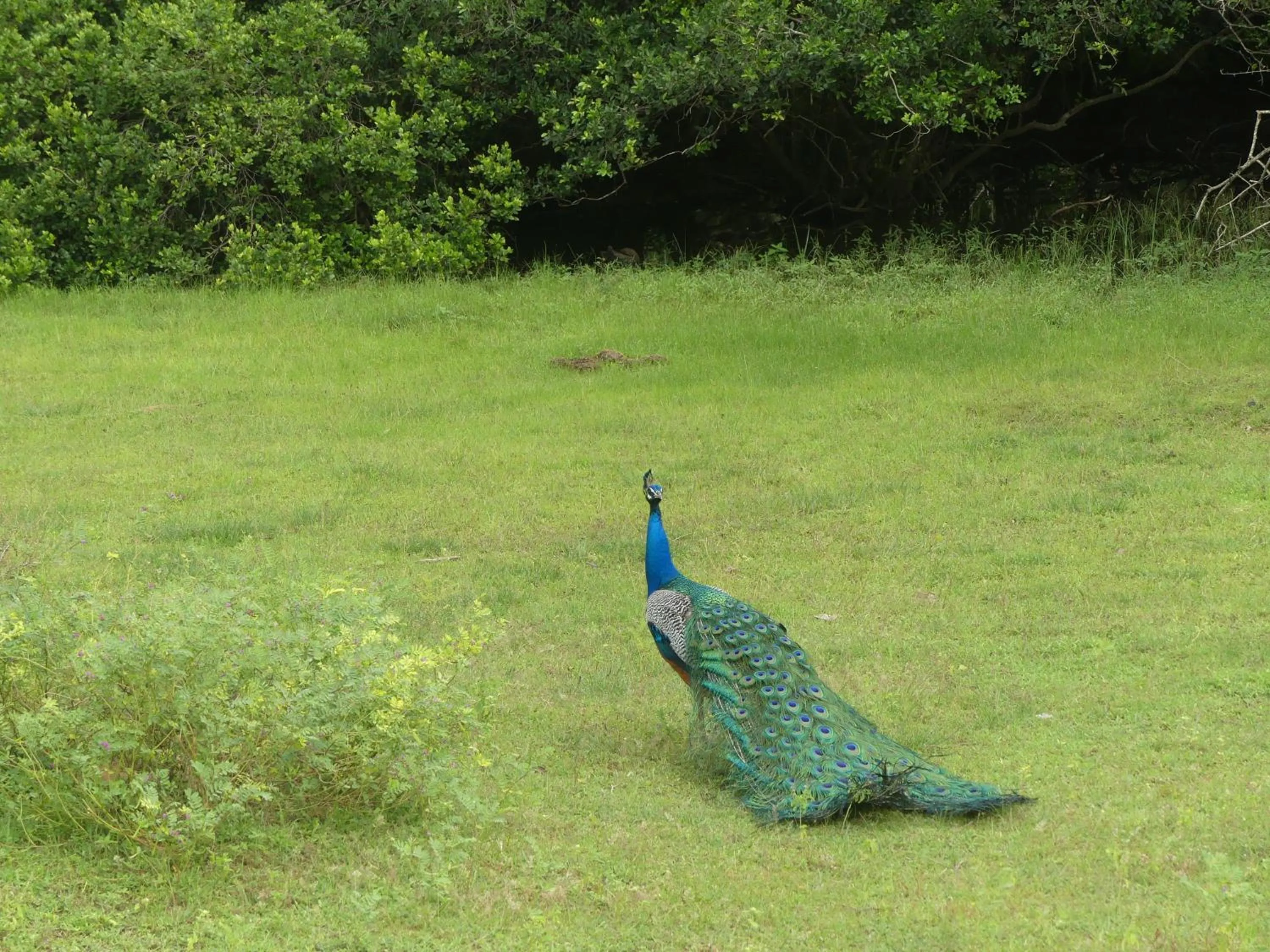 La Safari Inn Tissamaharama