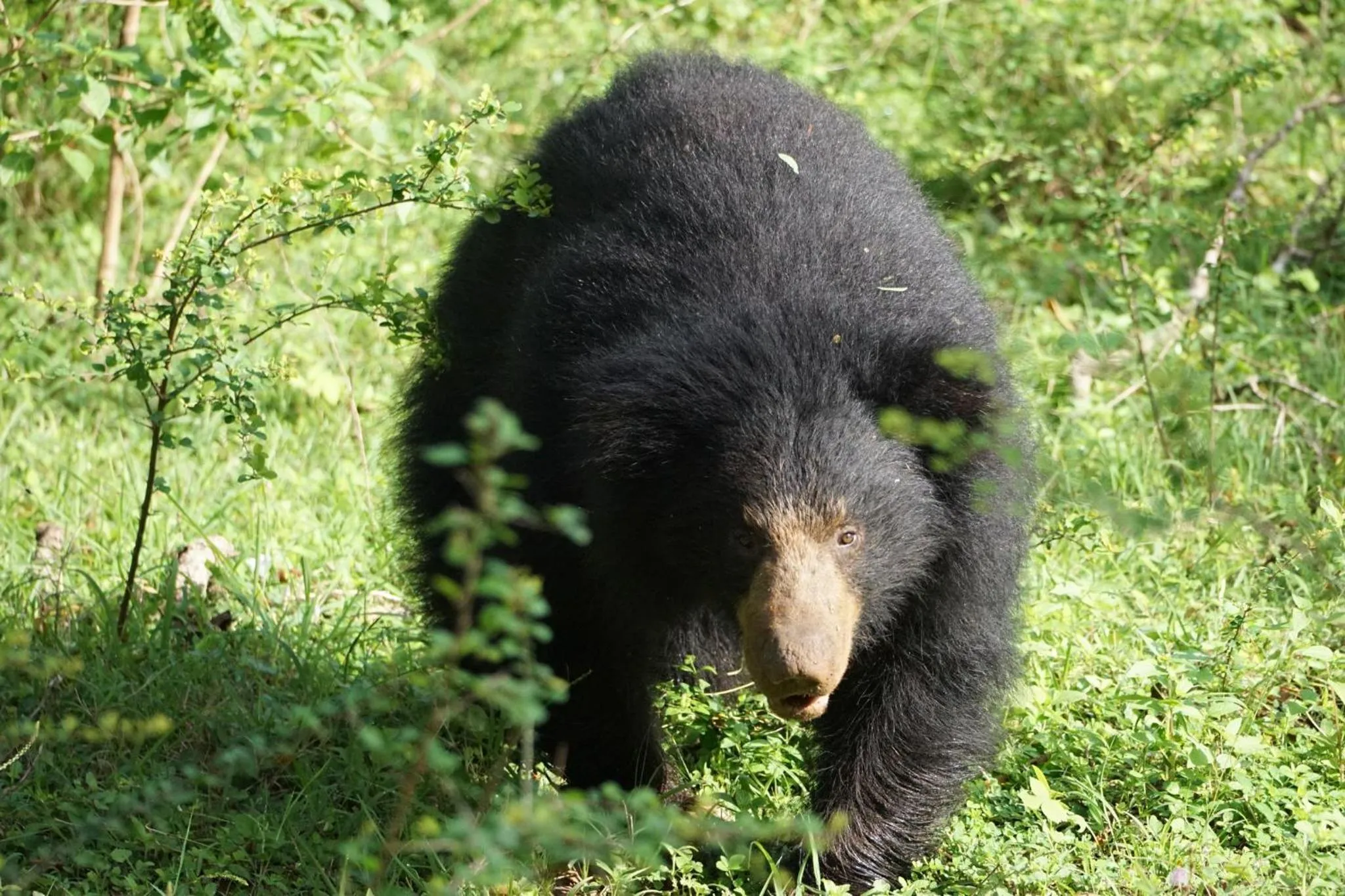 Animals in La Safari Inn Tissamaharama