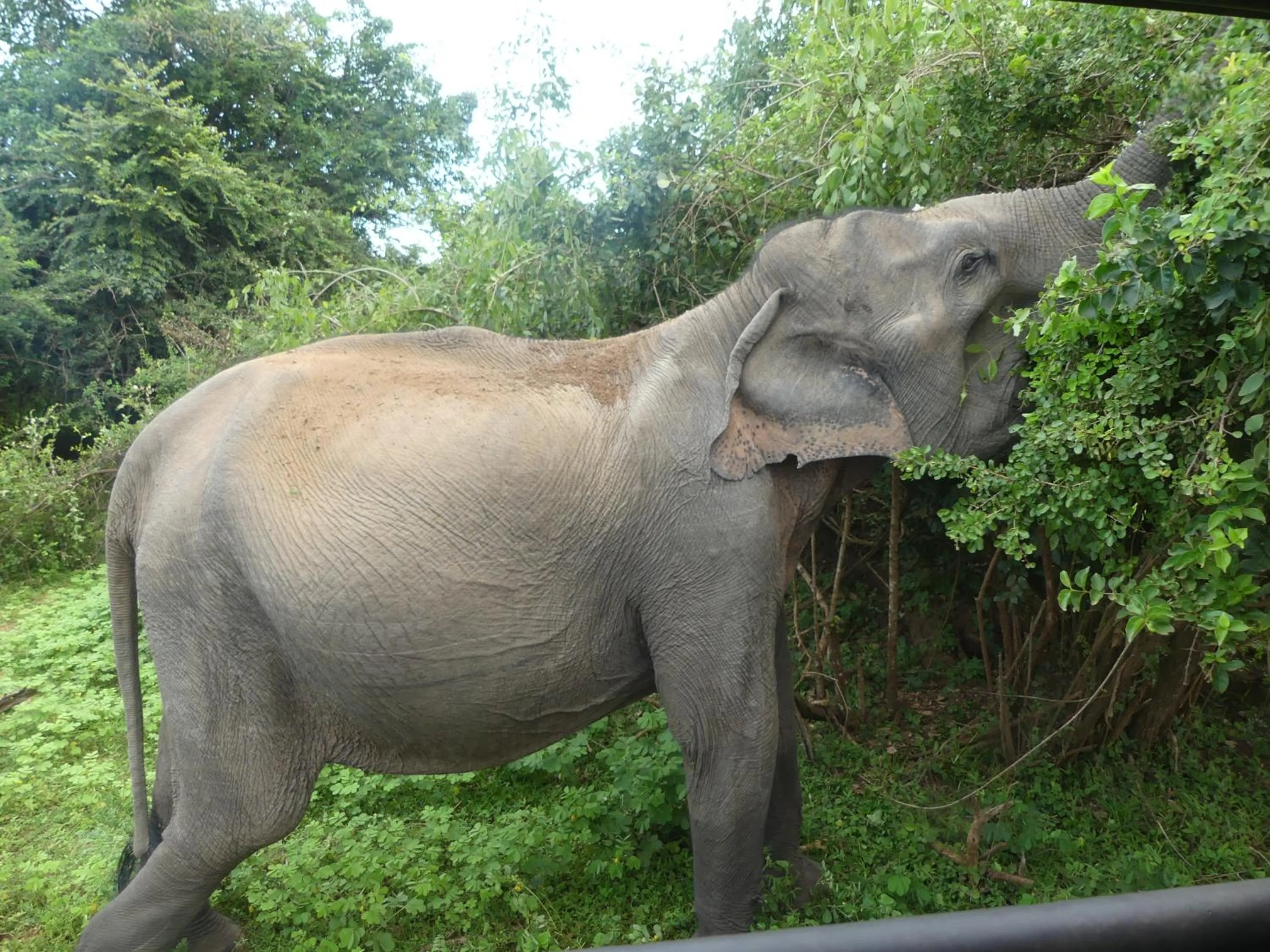 La Safari Inn Tissamaharama