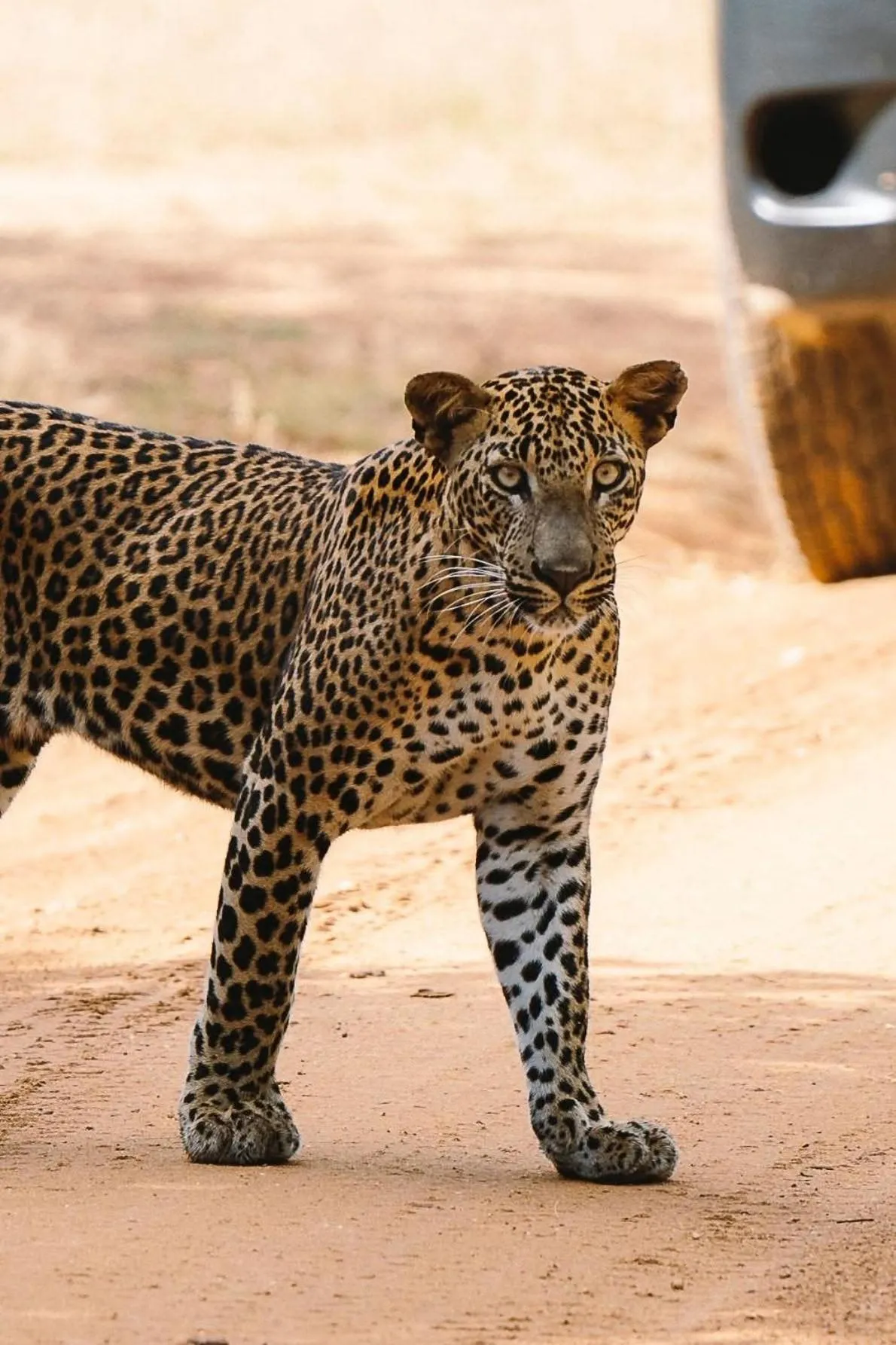 Natural landscape in La Safari Inn Tissamaharama