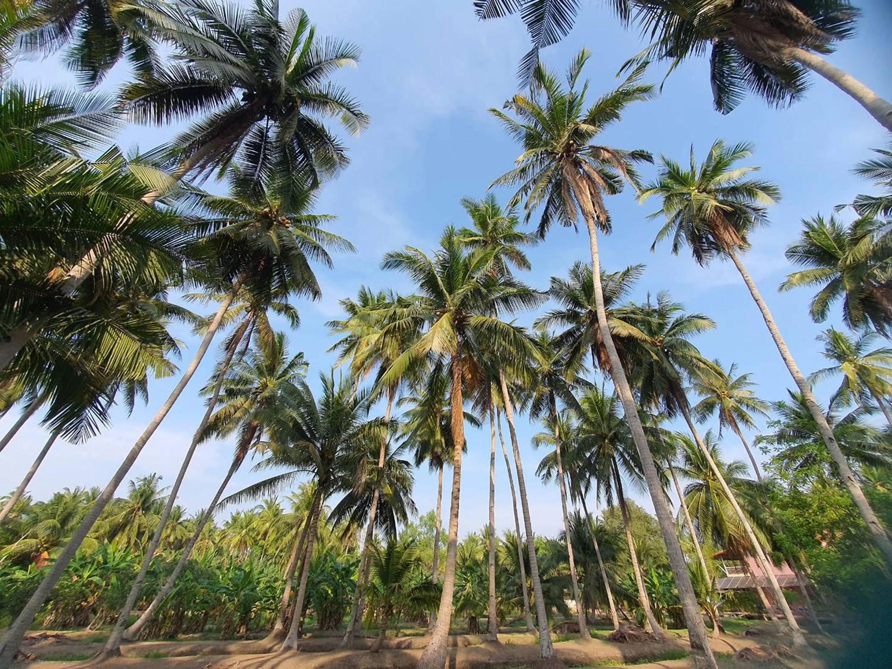 Natural landscape in Kalacanal resort