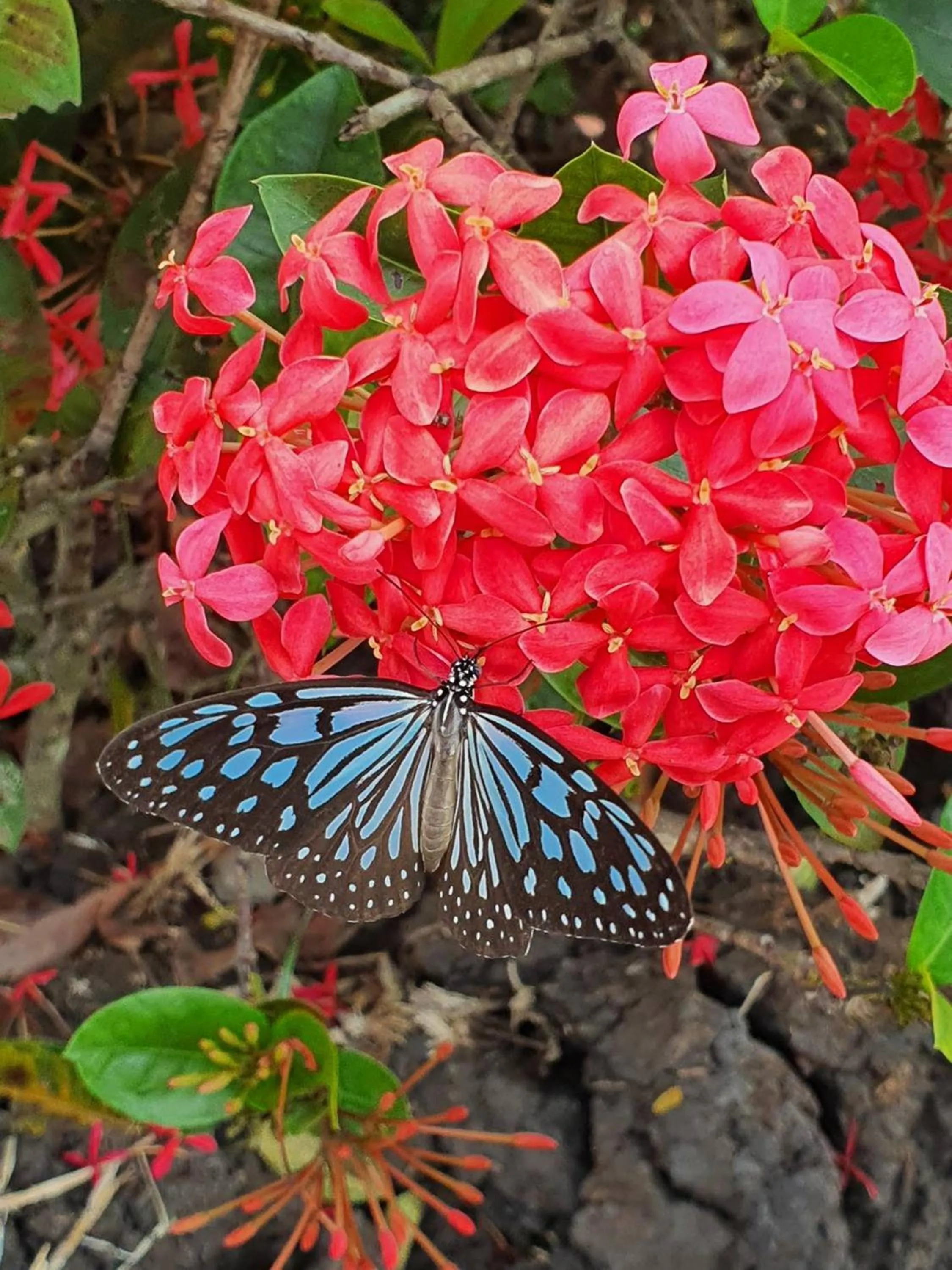 Property building in Kalacanal resort