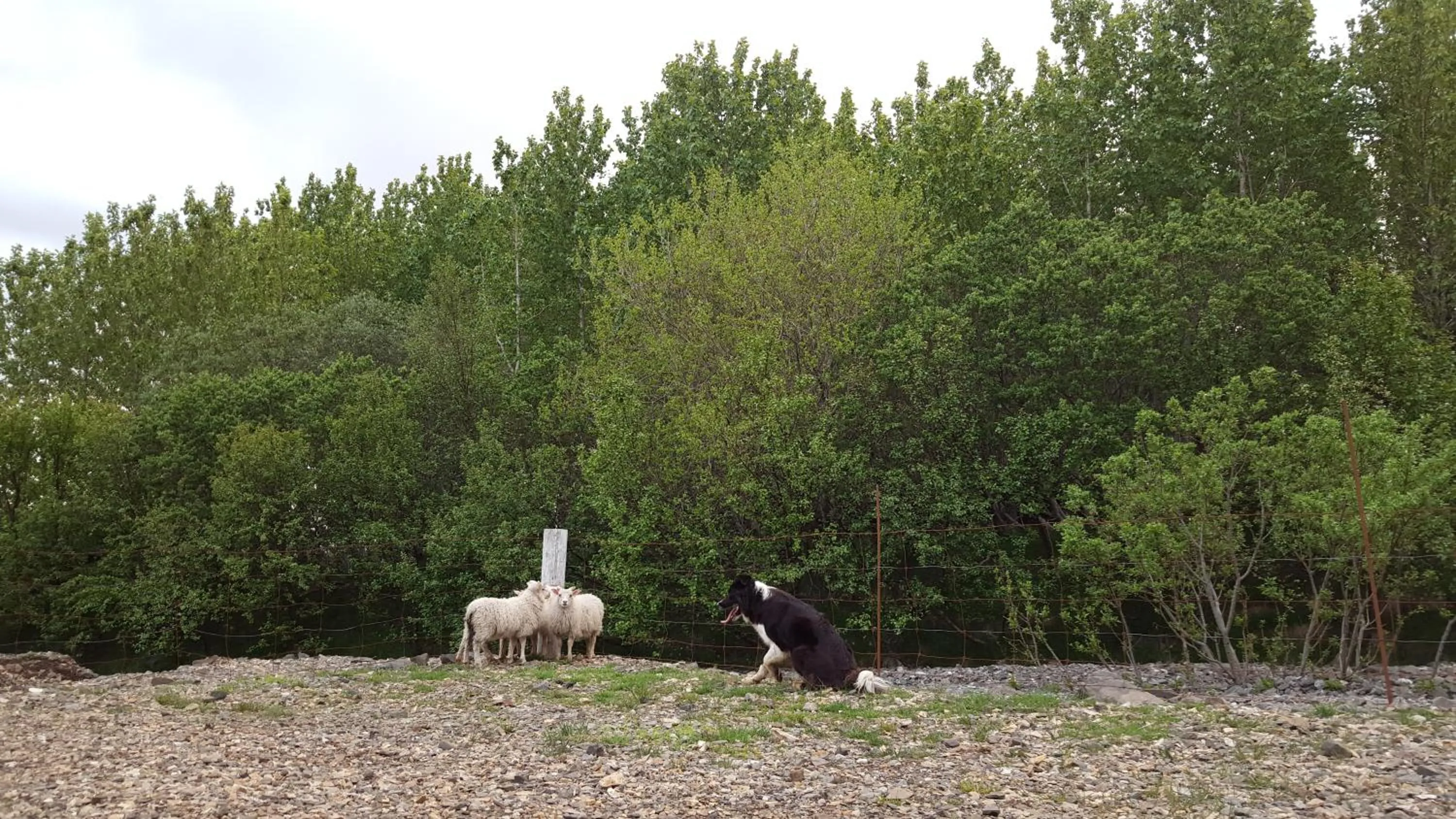 Pets in Setberg Guesthouse