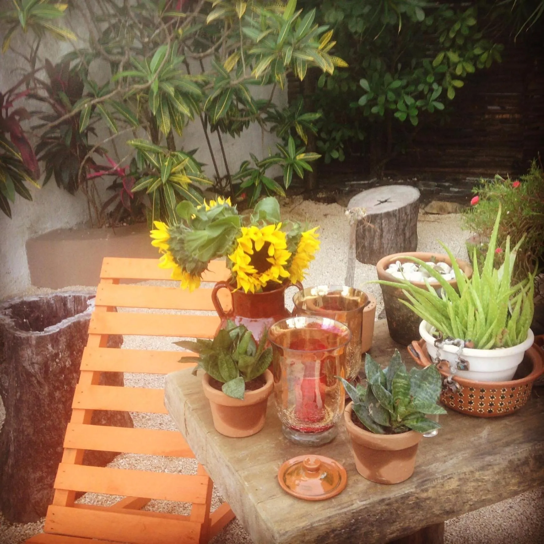 Garden in Teetotum hotel