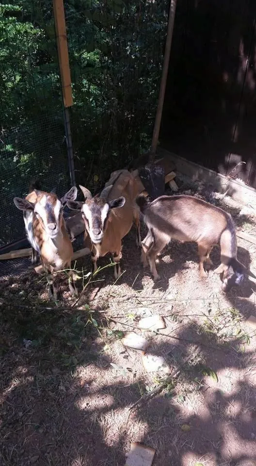 B&B Lo Scoiattolo del Pollino