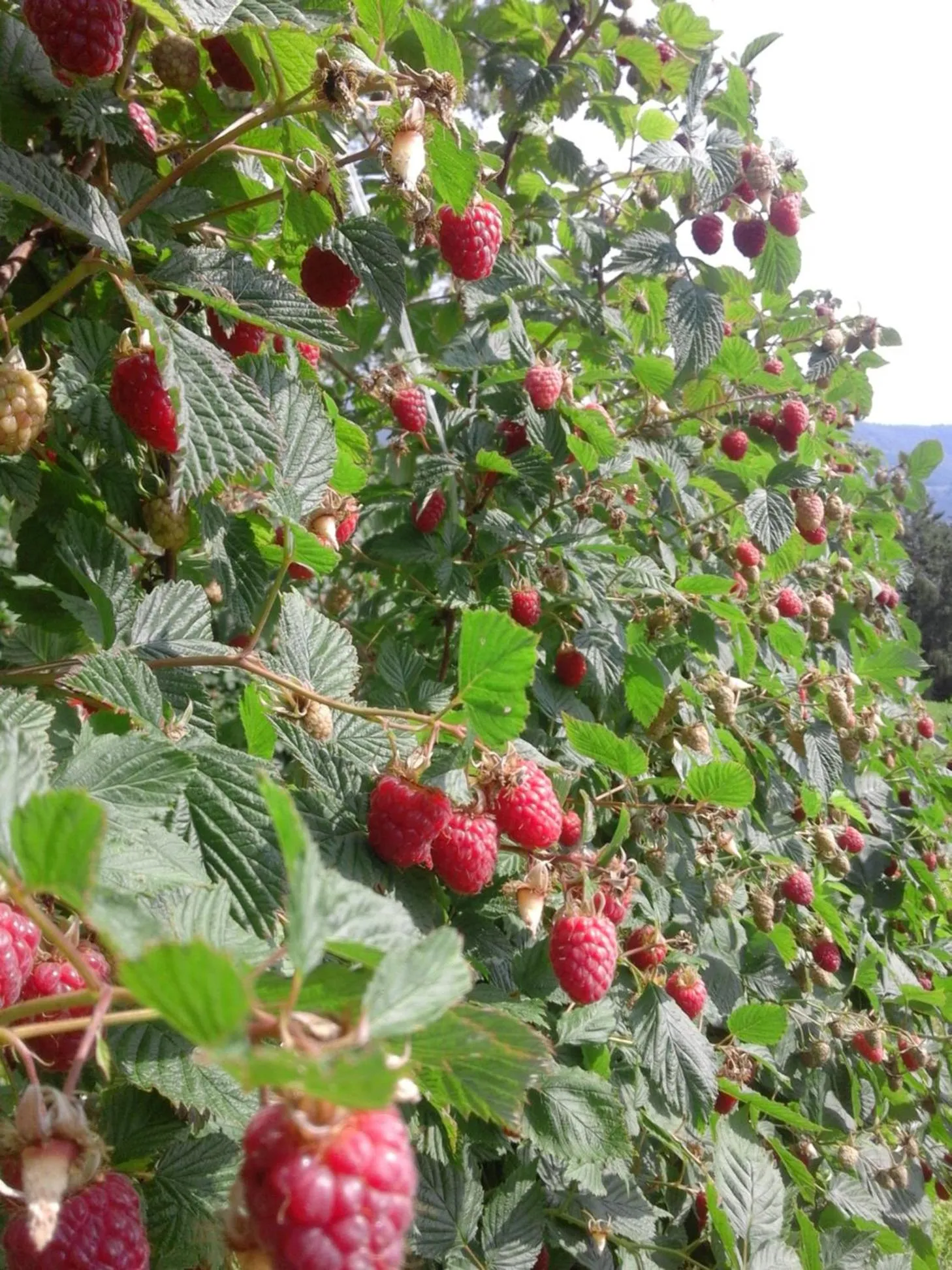 Garden in ECO ViLLAGE CORIC
