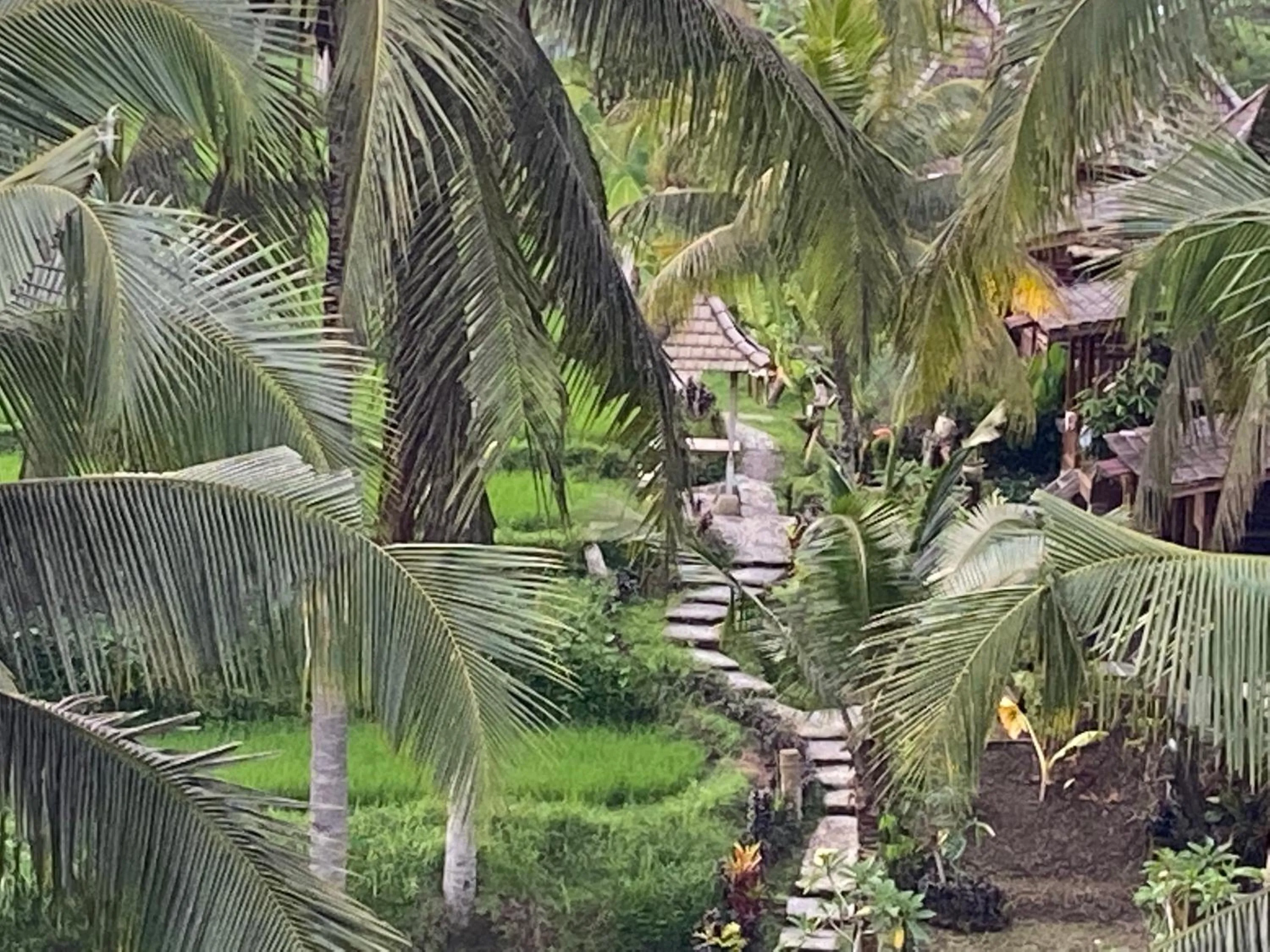 View (from property/room) in Junjungan Suite