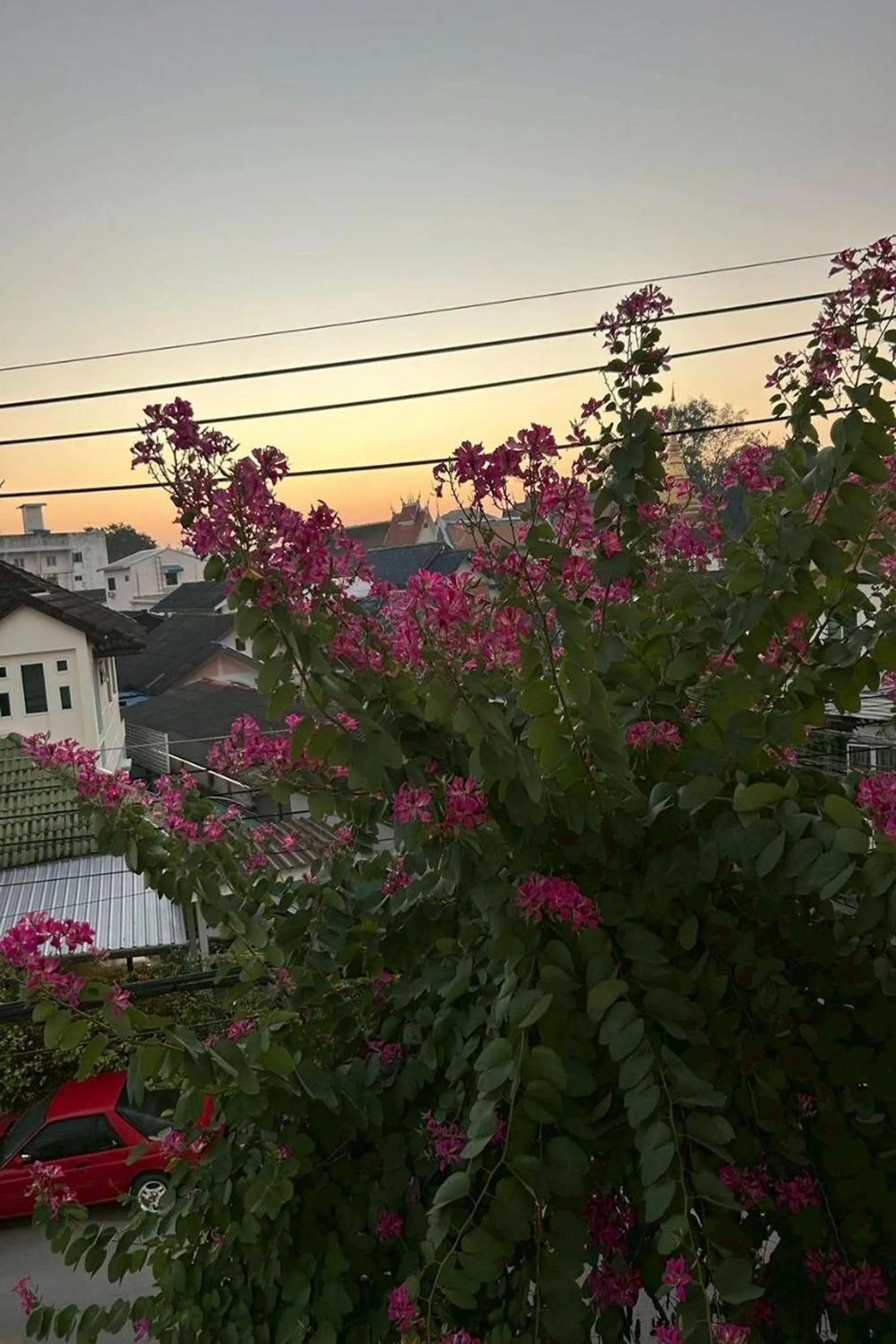 Garden view in Norn-Nanta House