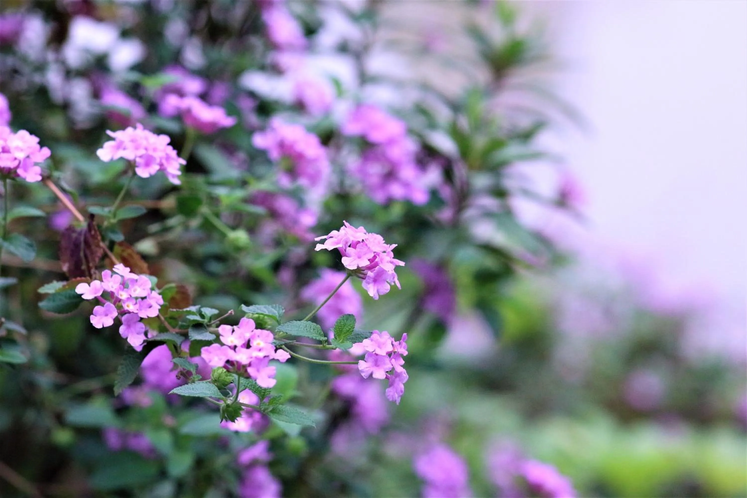Decorative detail in Crowne Plaza Guangzhou Zengcheng, an IHG Hotel