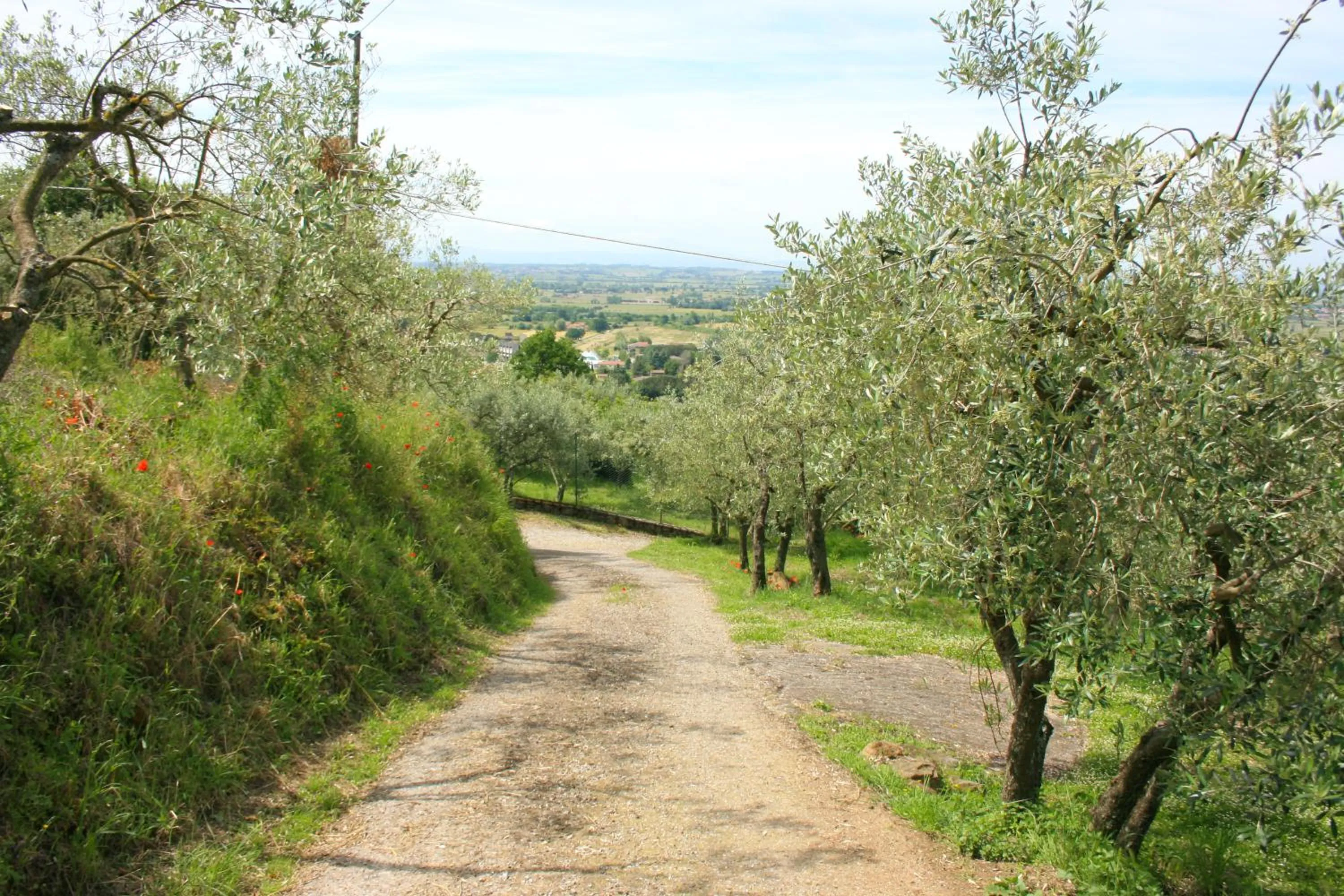 Natural landscape in San Eusebio