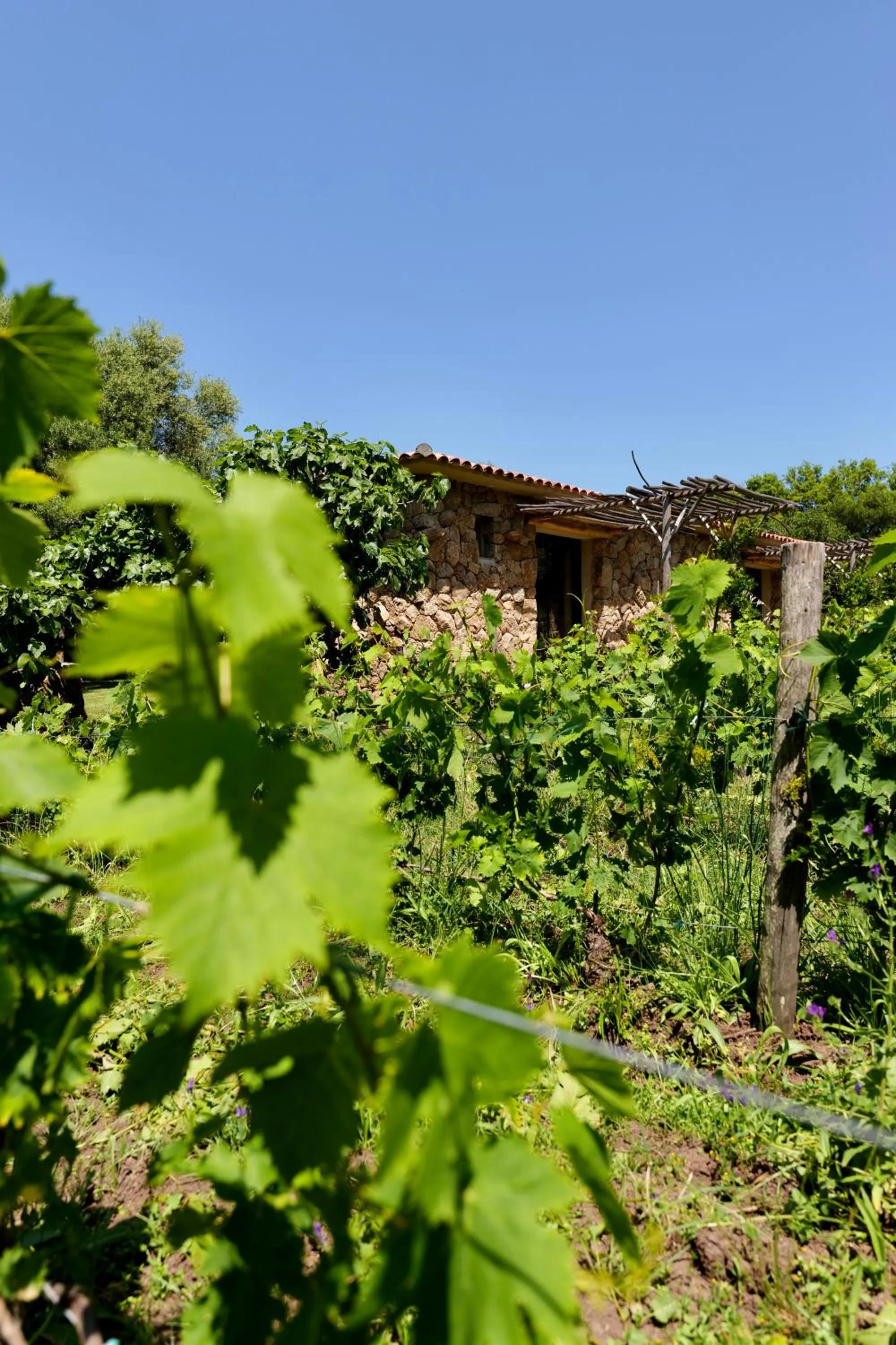 Garden in Domaine Pozzo di Mastri hôtel & spa