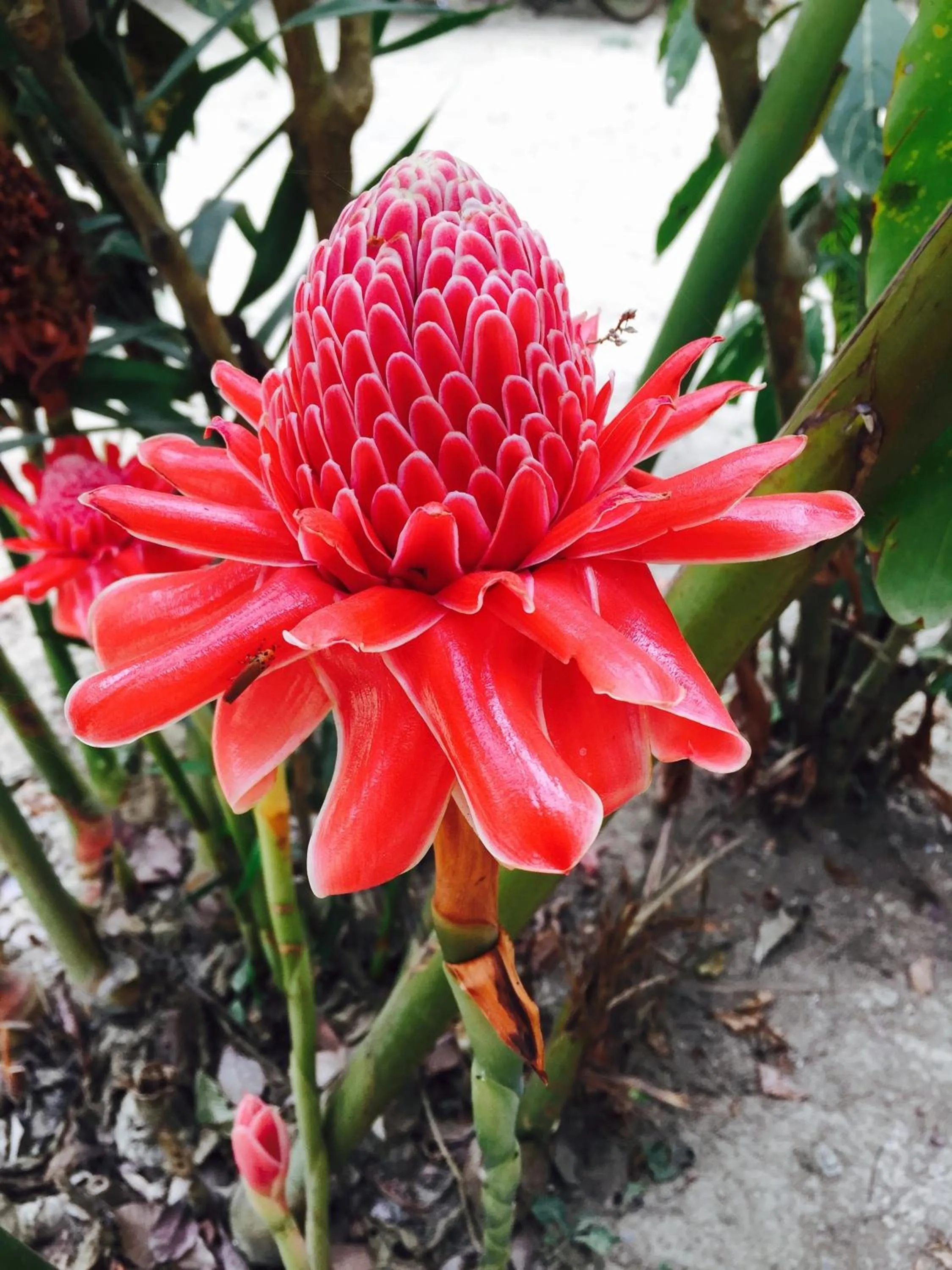 Spring in Mookies Bungalows