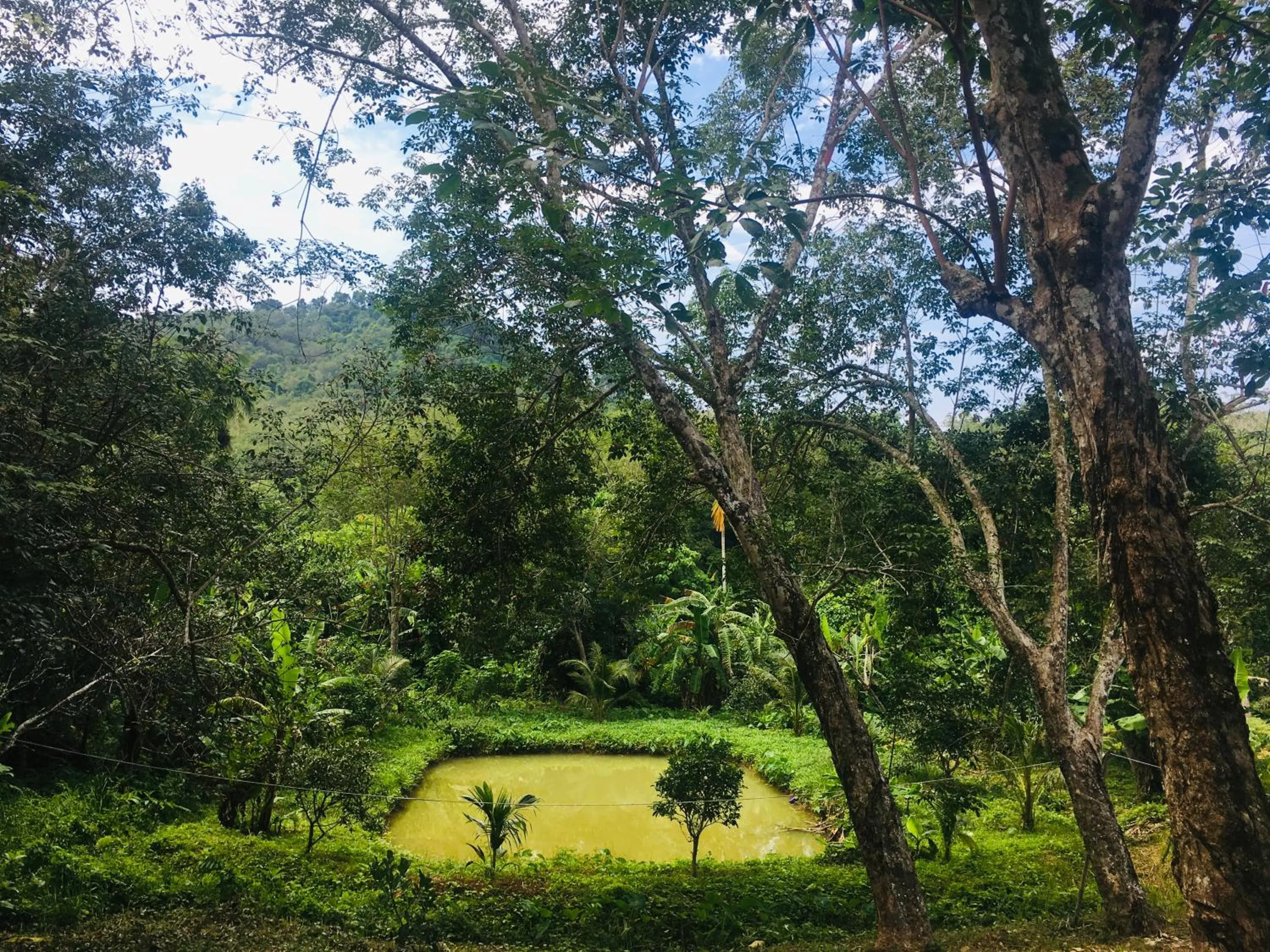 Natural landscape in Mookies Bungalows