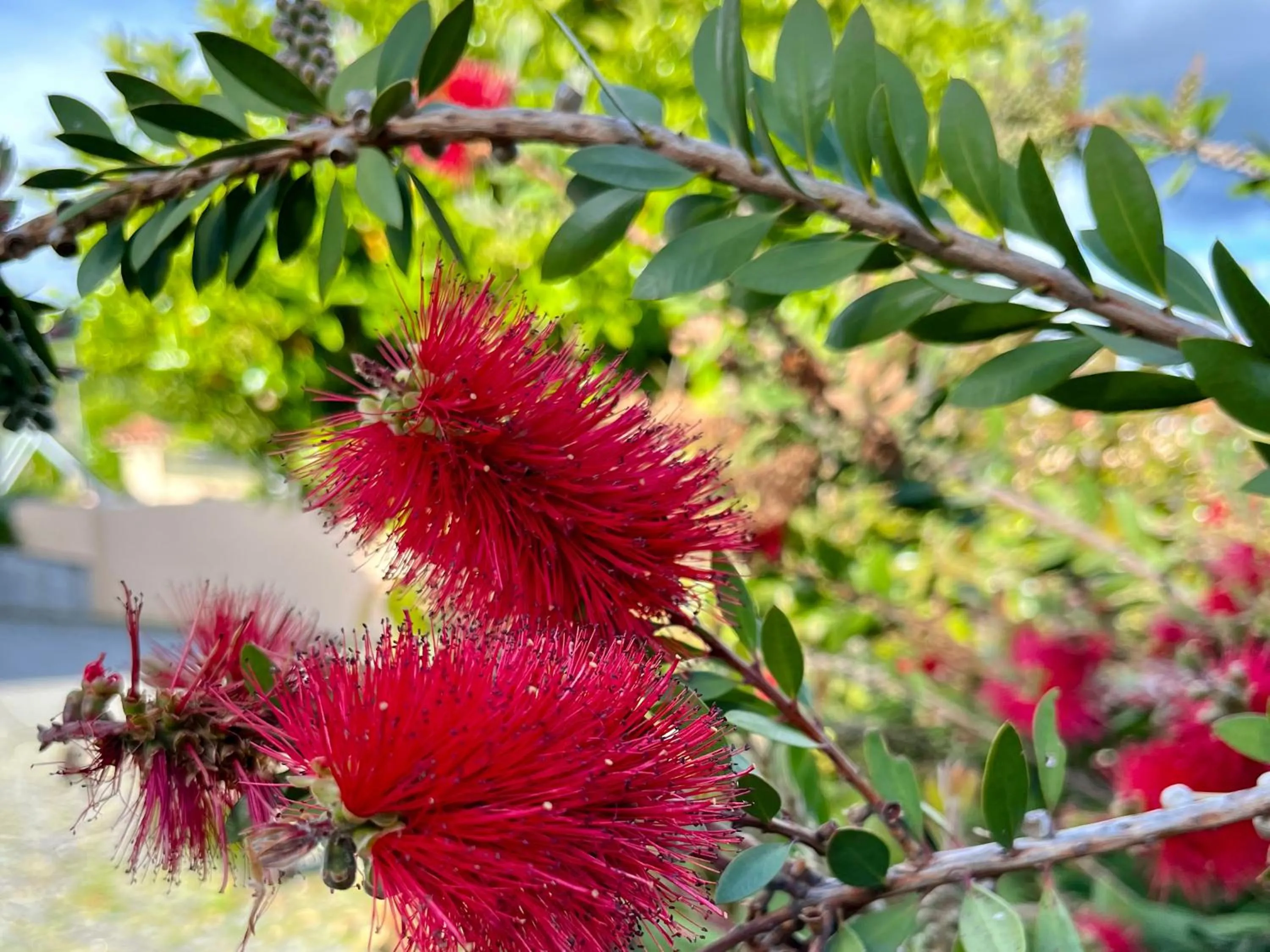 Garden in Vinhais Hotel