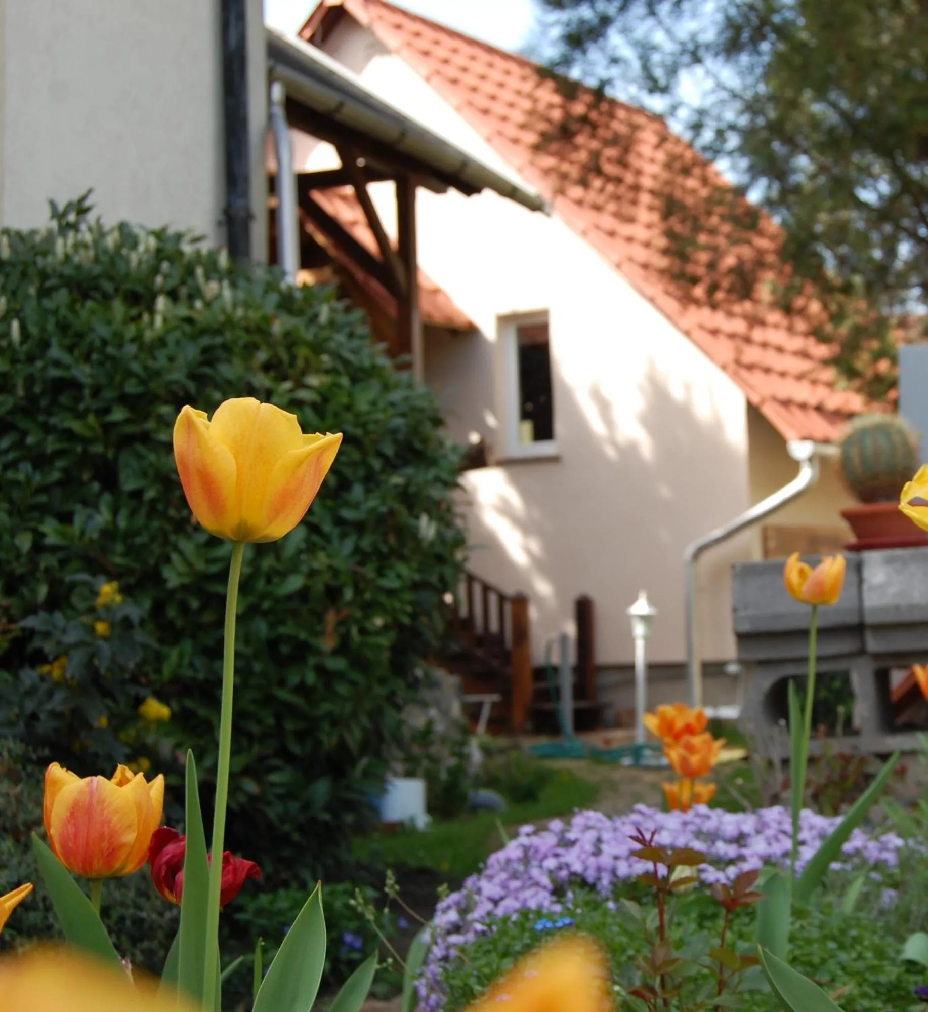 Maya Guesthouse