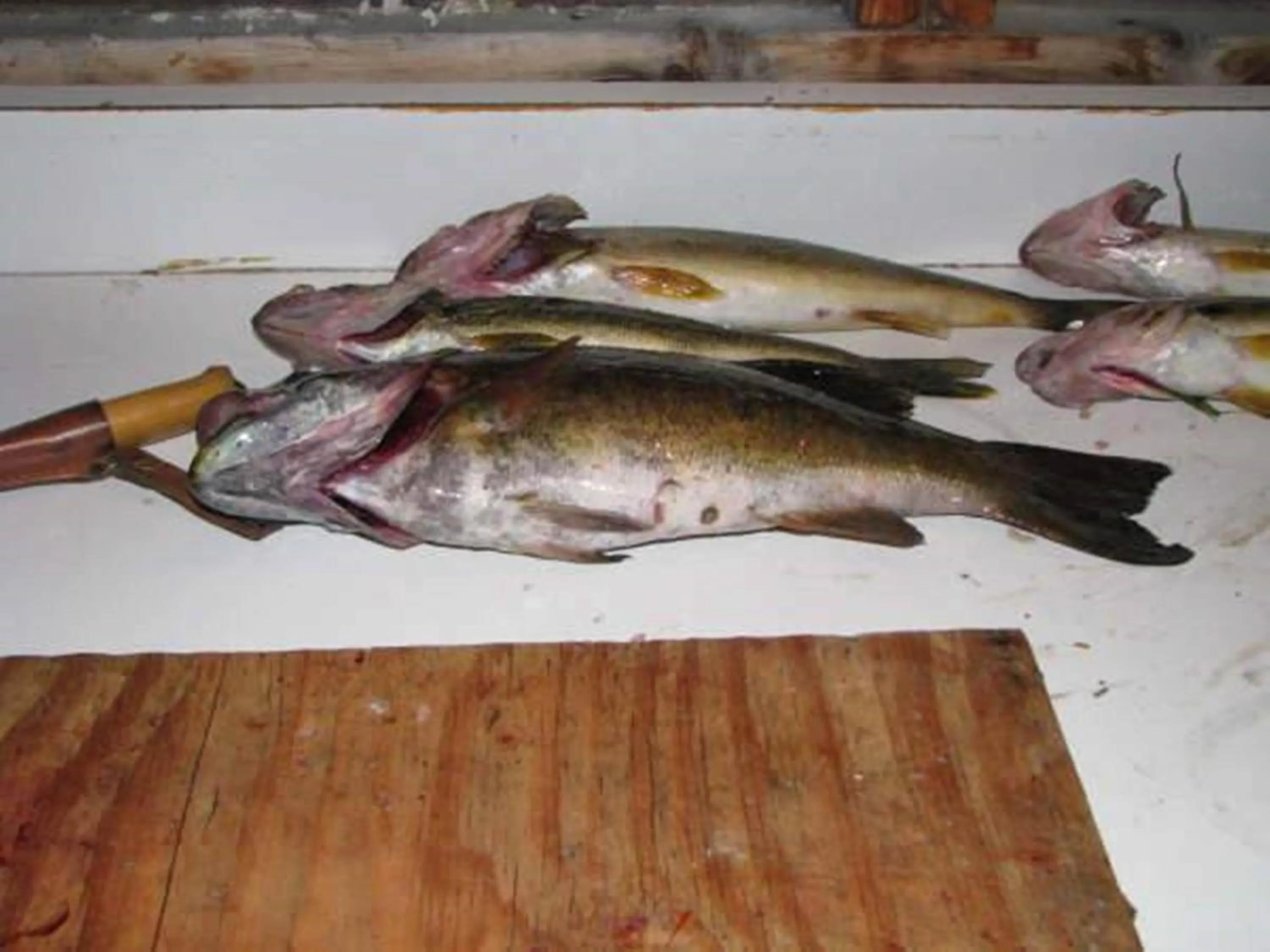 Spring in Mowat Landing Cottages