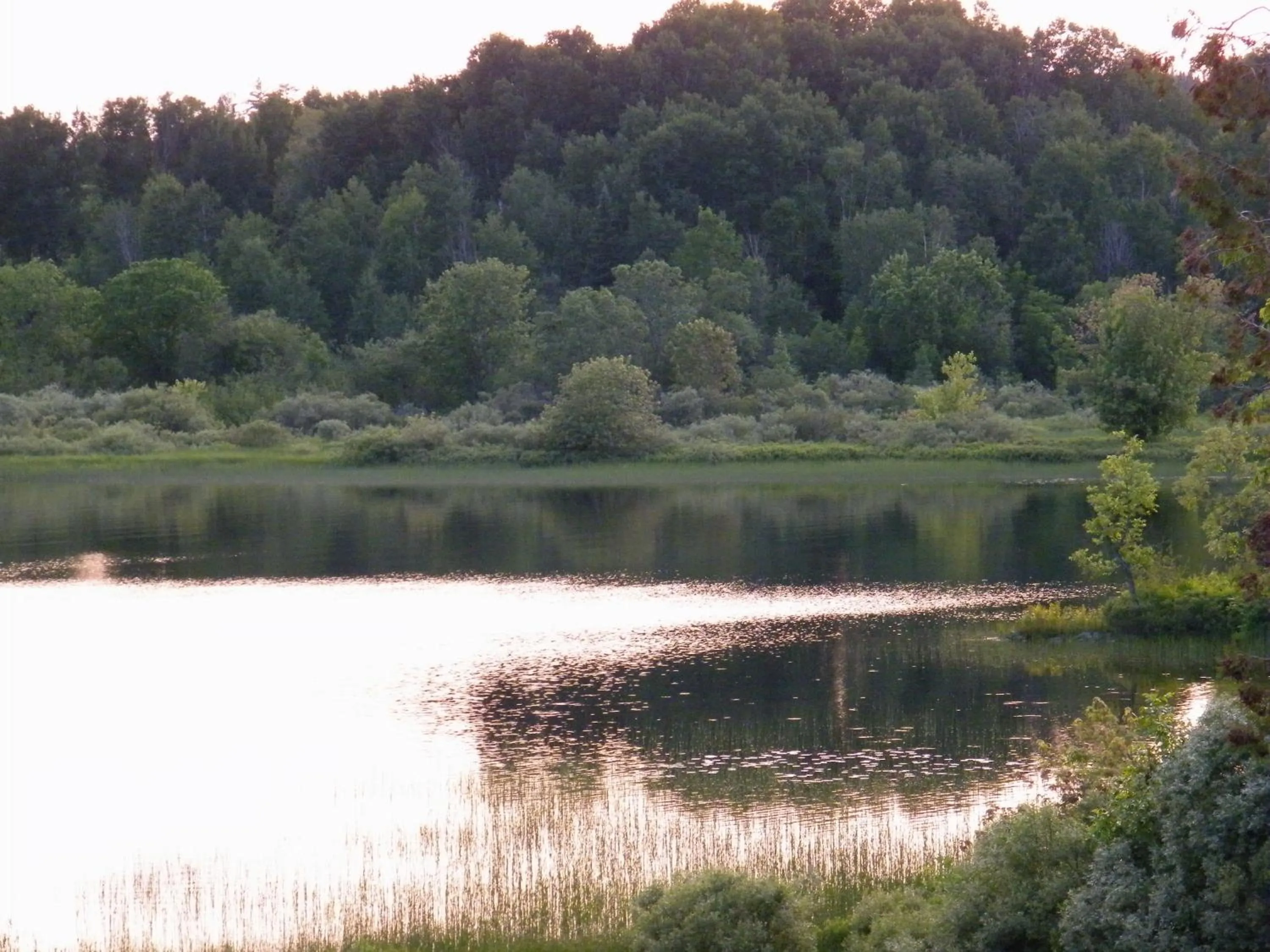 Natural landscape in Mowat Landing Cottages