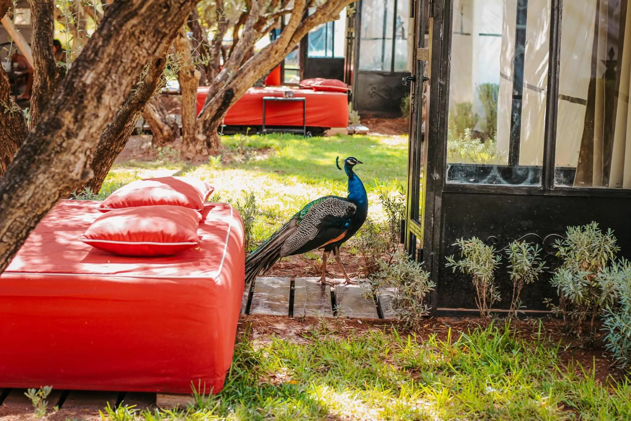 Pets in Hotel & Spa La Ferme El Dar