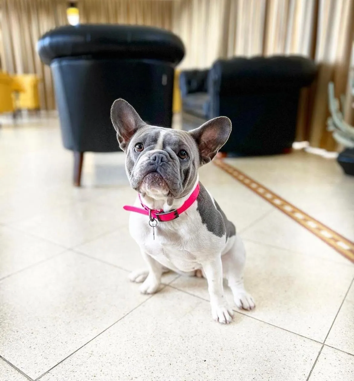 Pets in Hotel Albatros Varigotti