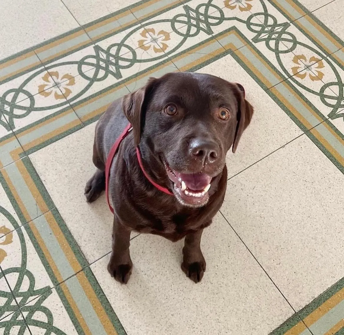 Pets in Hotel Albatros Varigotti