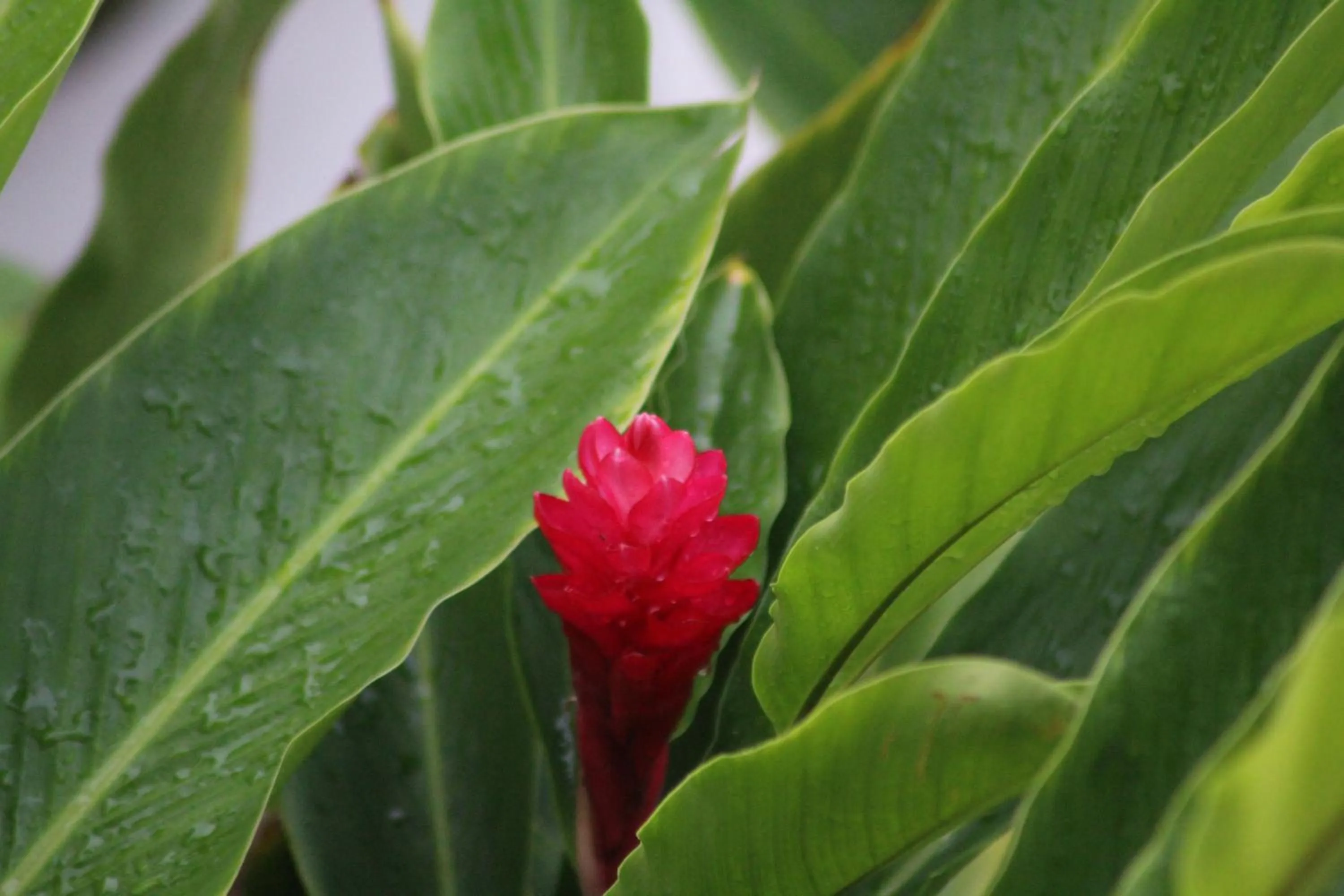 Garden in Petite Anse Hotel