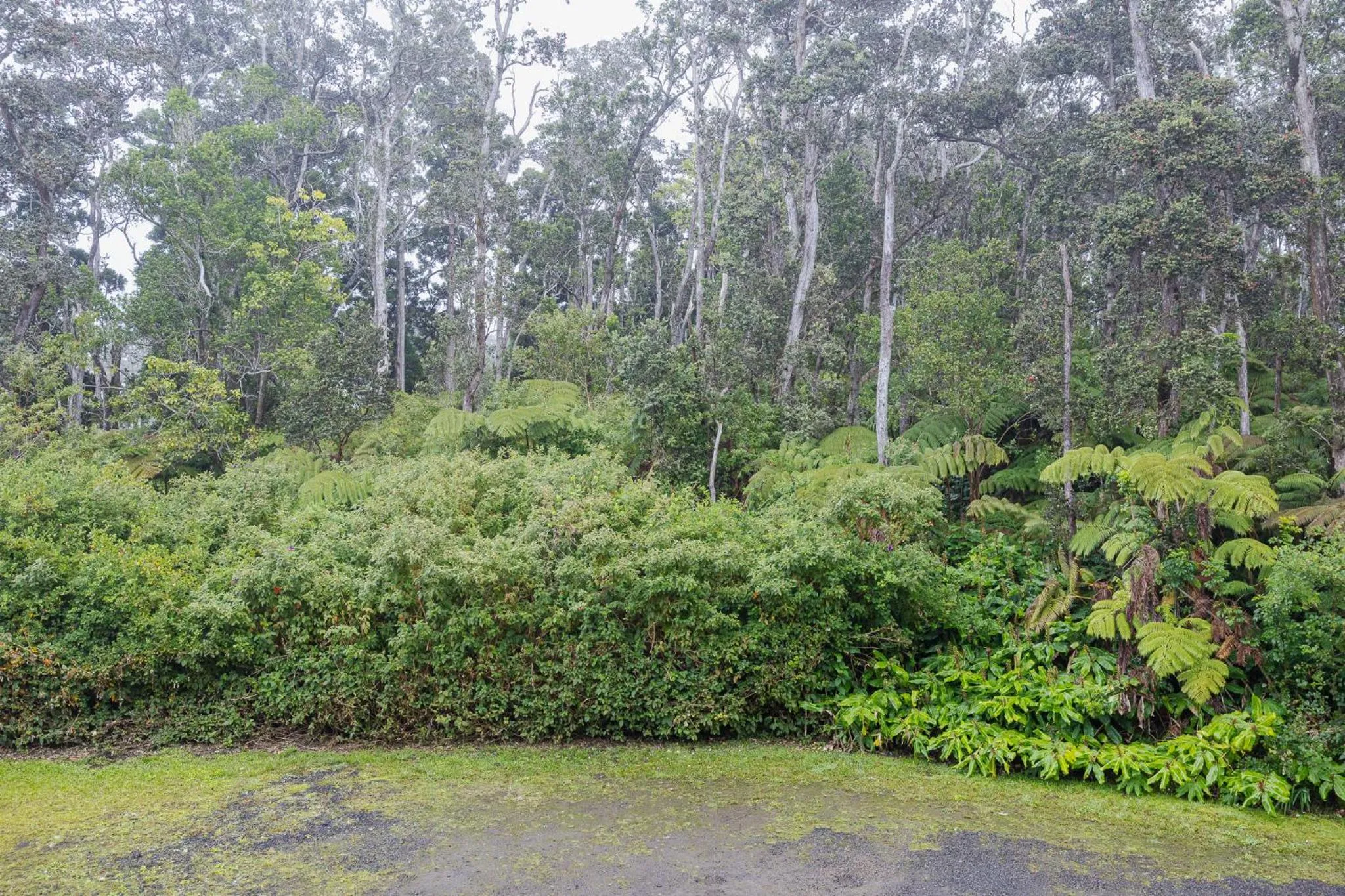 Natural landscape in Volcano Forest Inn
