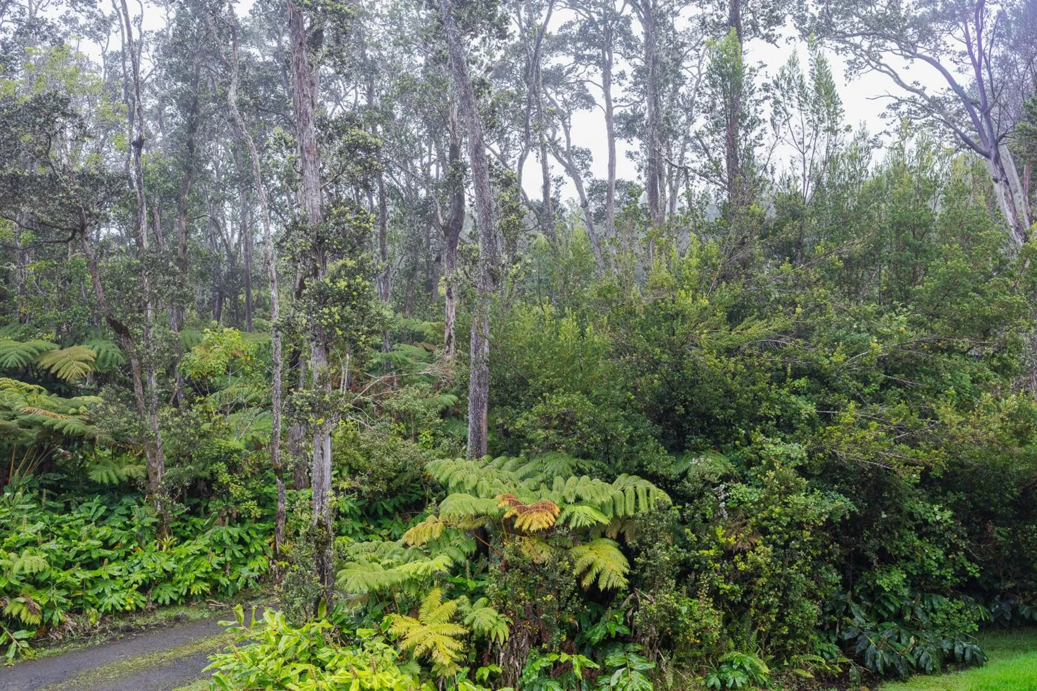 Natural landscape in Volcano Forest Inn