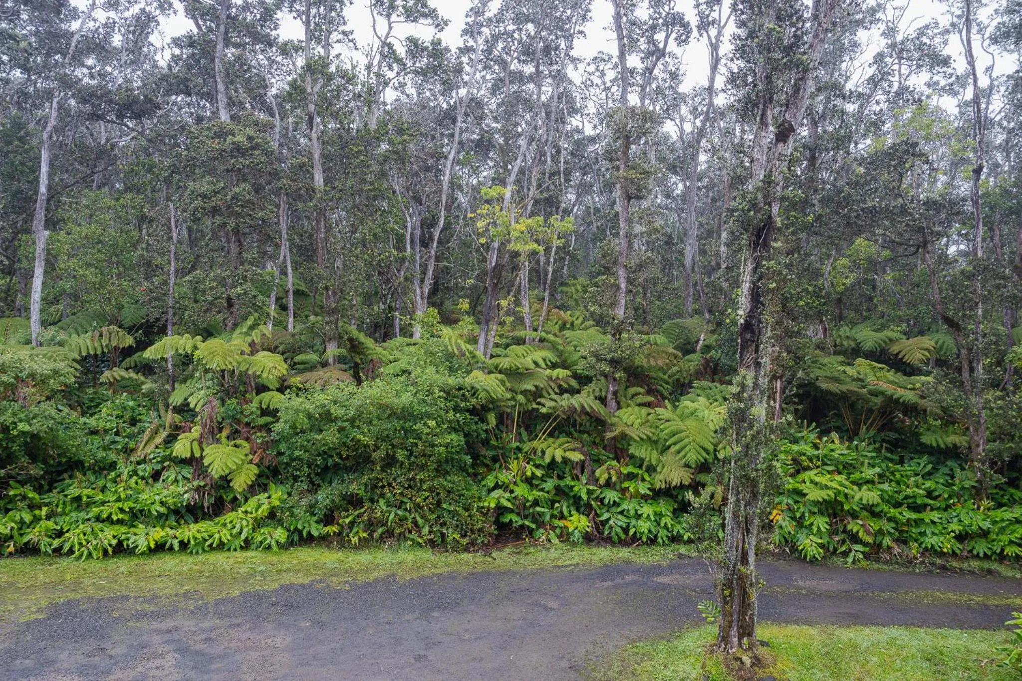 Natural landscape in Volcano Forest Inn