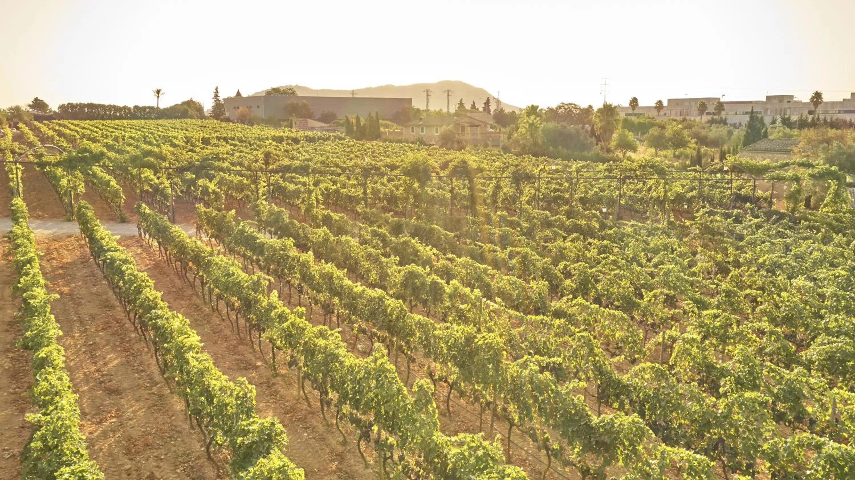 Bird's eye view in Agroturismo Sa Vinya des Convent