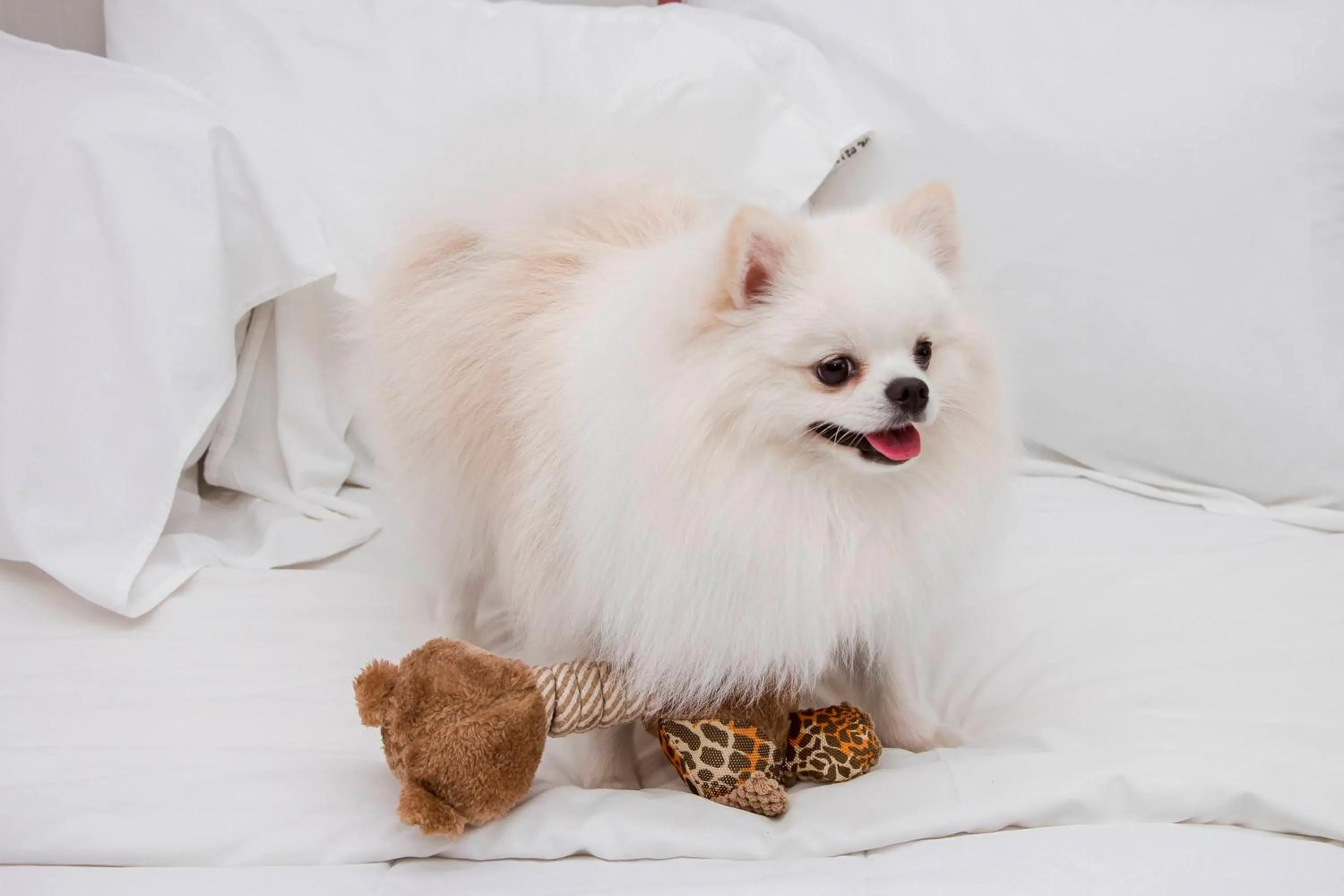 Pets in Ramada Hotel & Suites Campos Pelinca