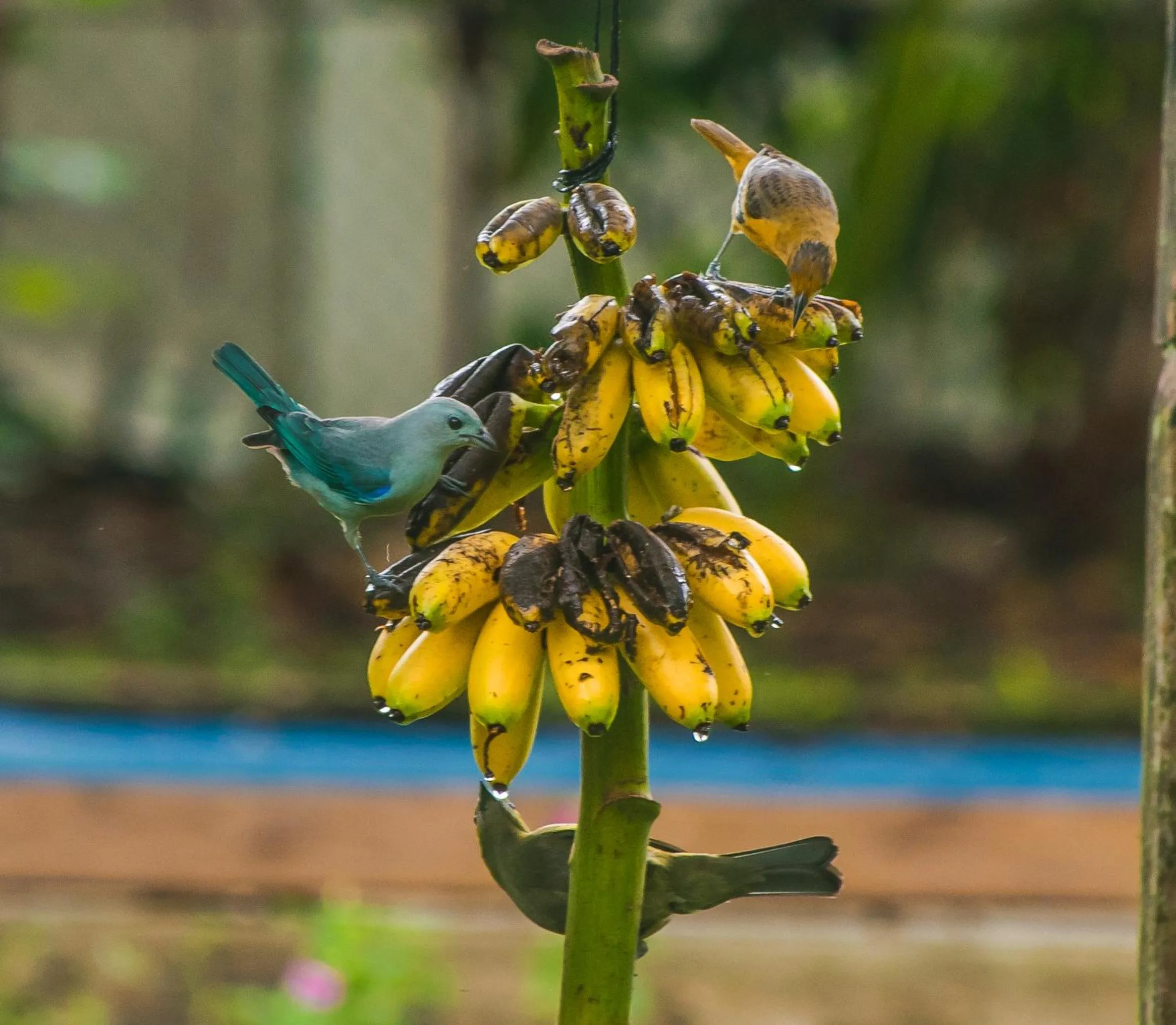 Animals in Hotel Kenaki Lodge