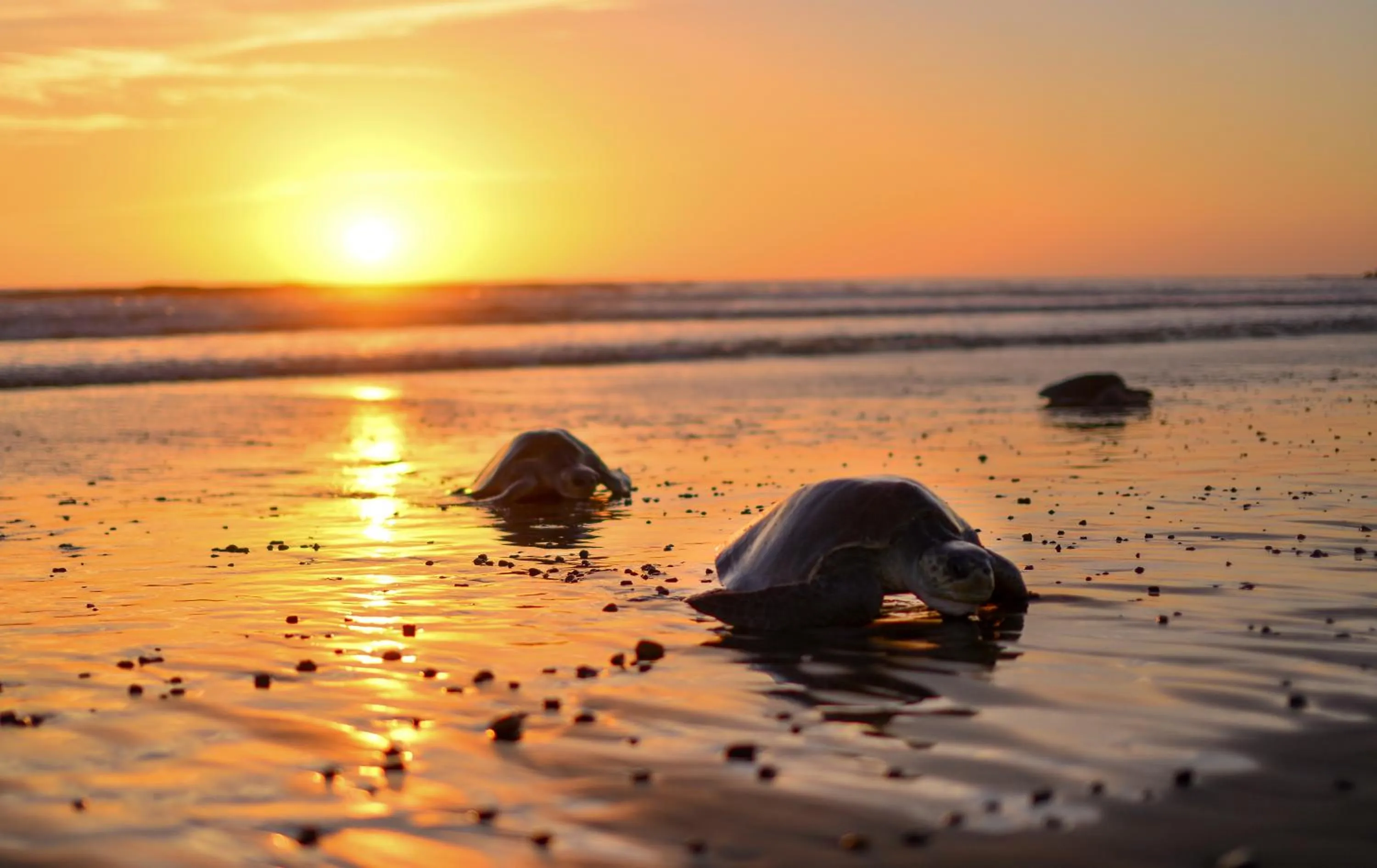 Natural landscape in Bodhi Tree Yoga Resort