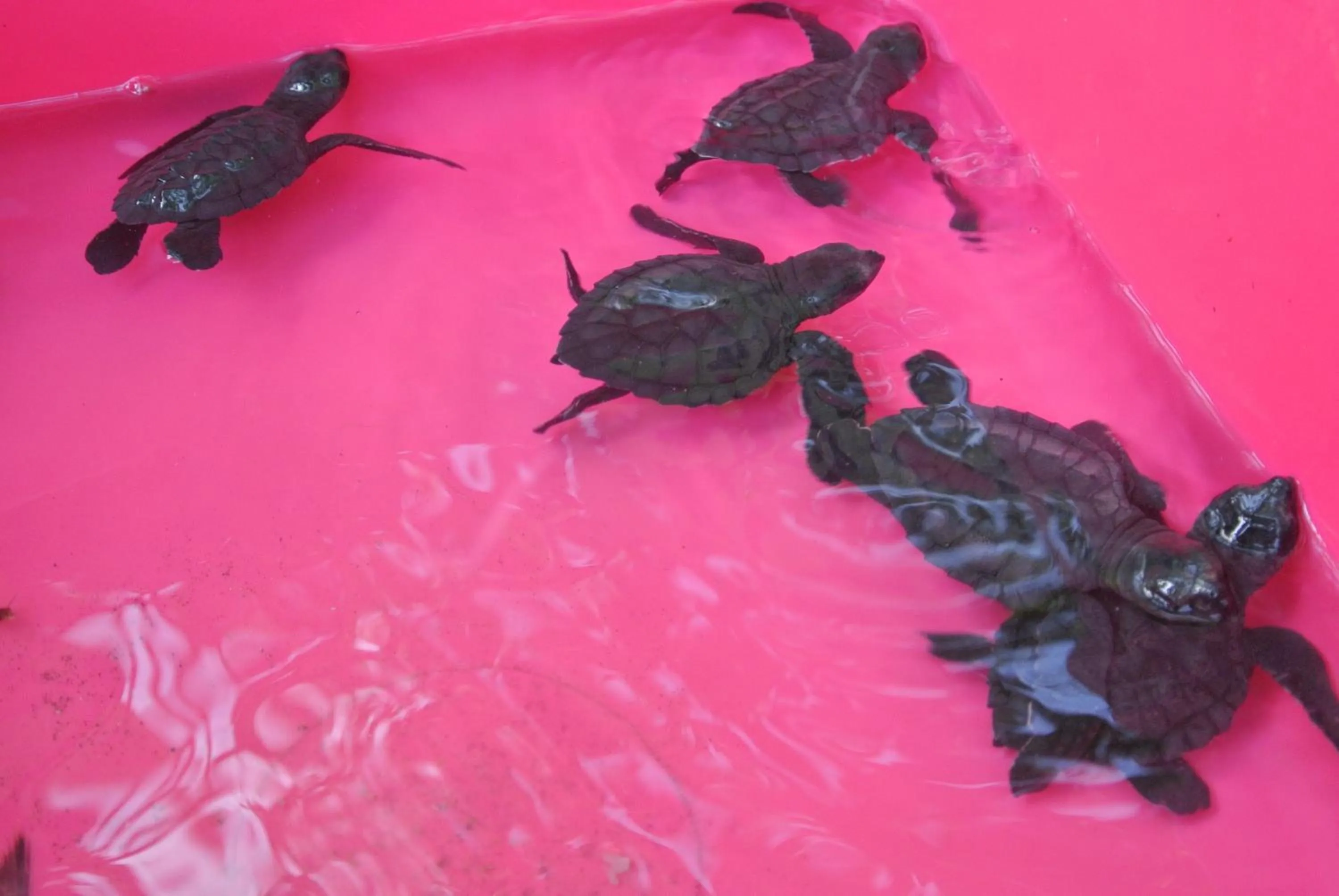 Animals in Kura Kura Villas & Candidasa Mini Golf