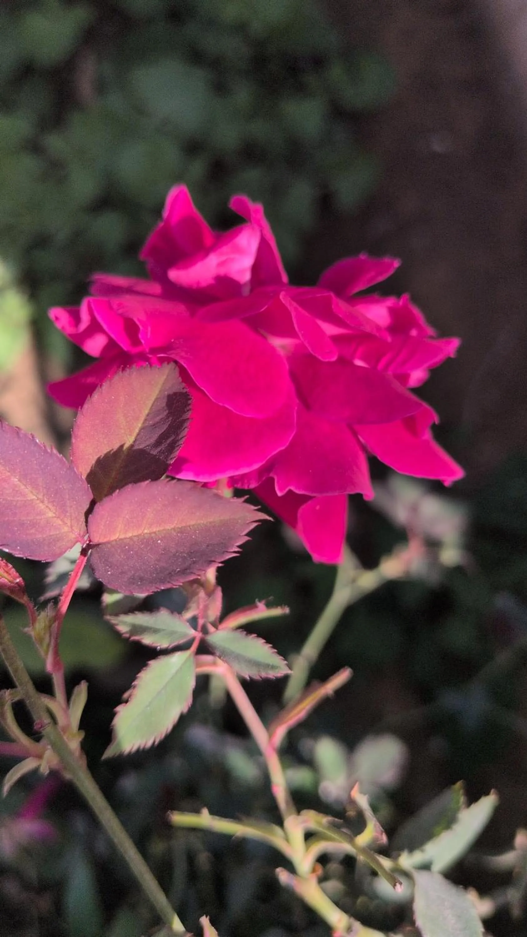 The Rose Bagh Resort Pushkar