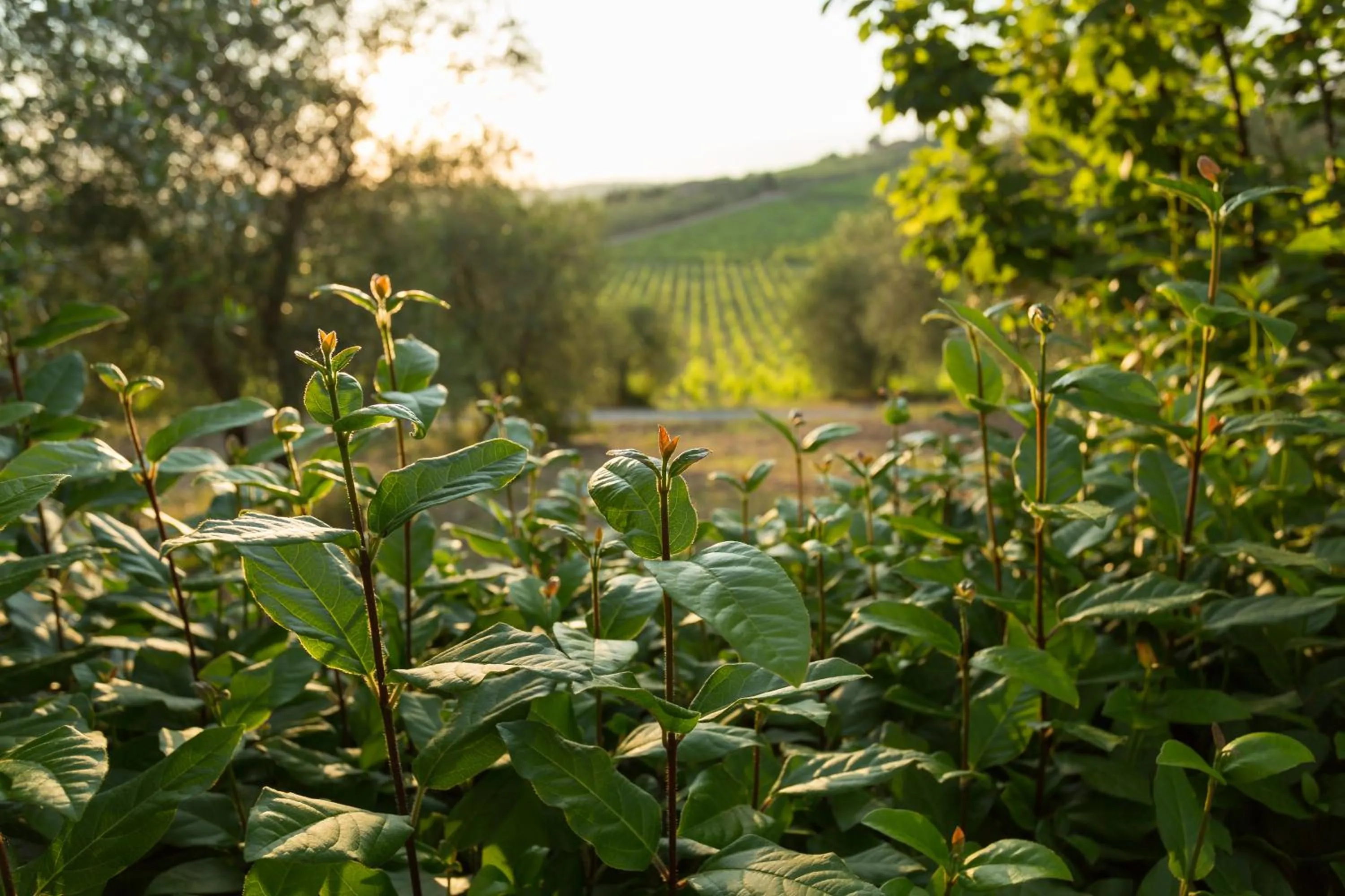 Garden view in Tenuta Di Monaciano