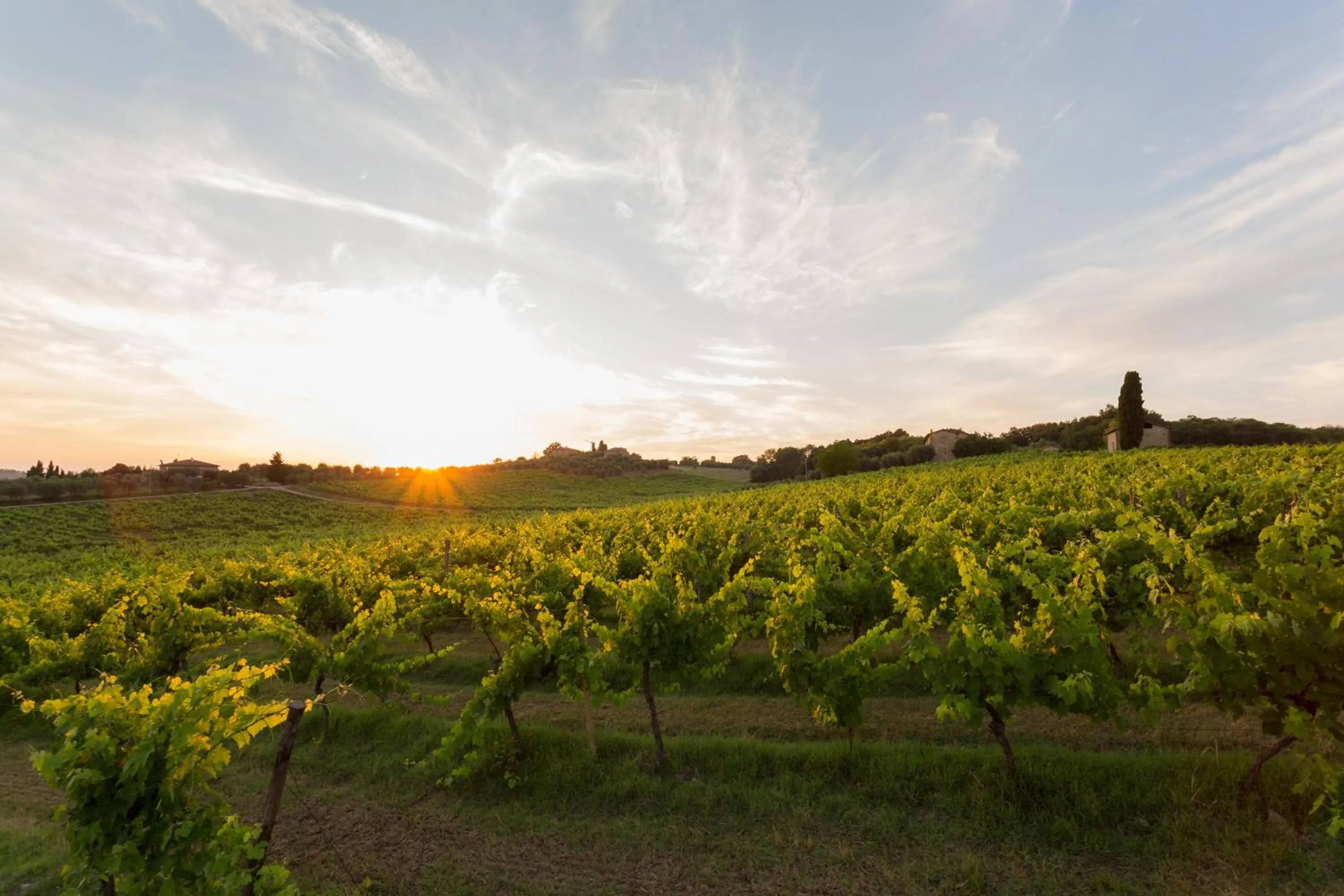 Garden view in Tenuta Di Monaciano