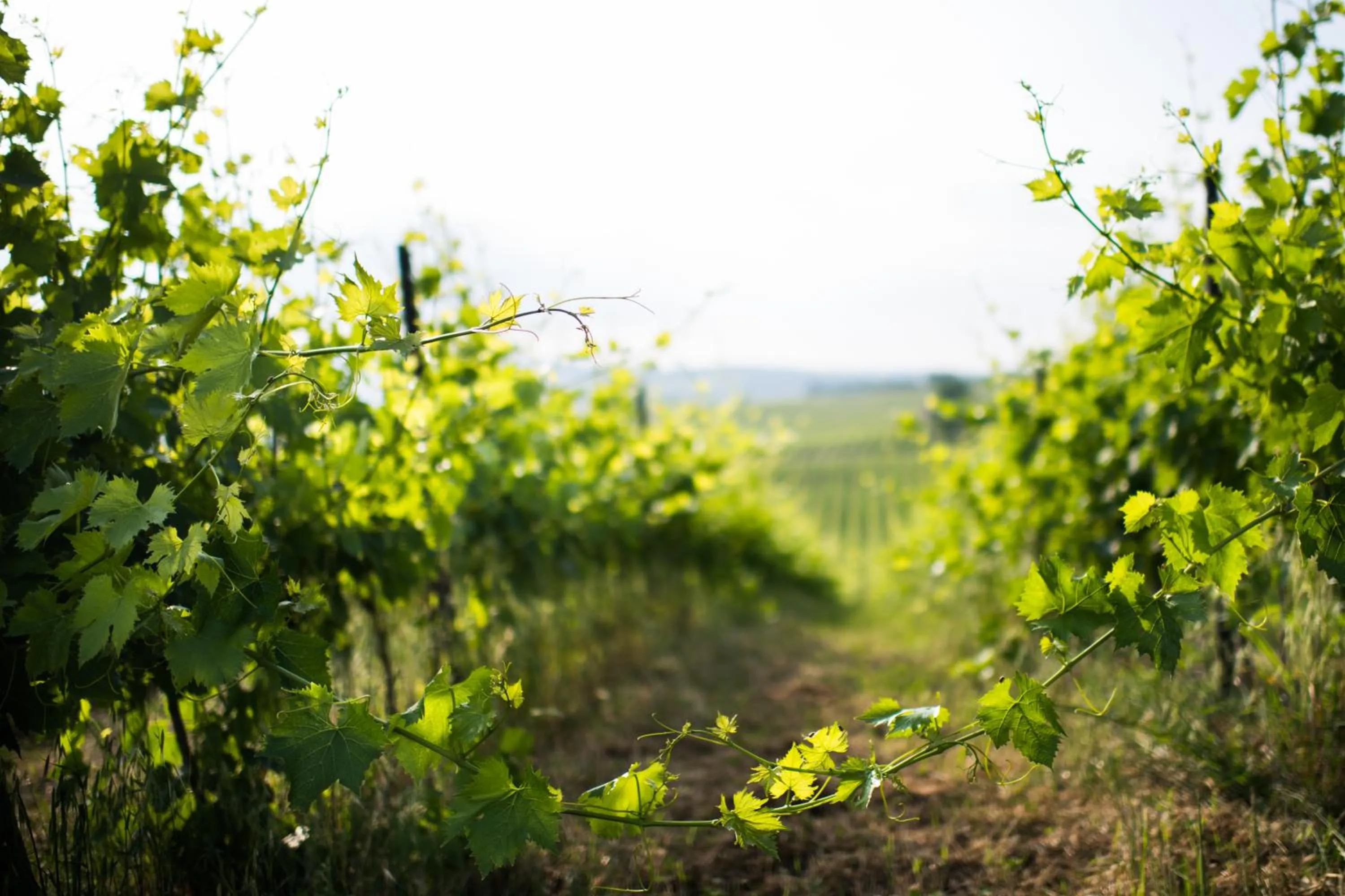 Natural landscape in Tenuta Di Monaciano