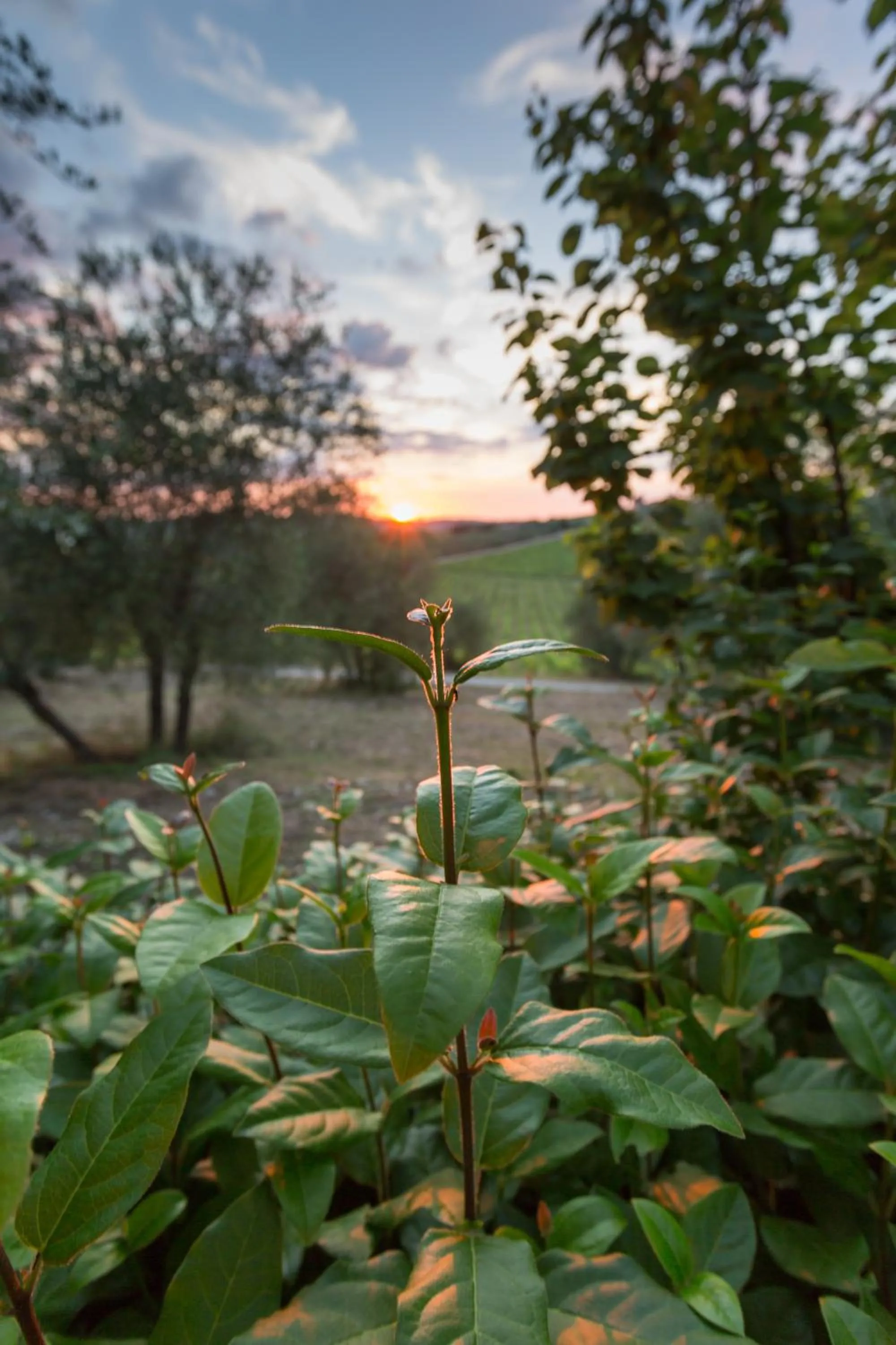 Garden view in Tenuta Di Monaciano