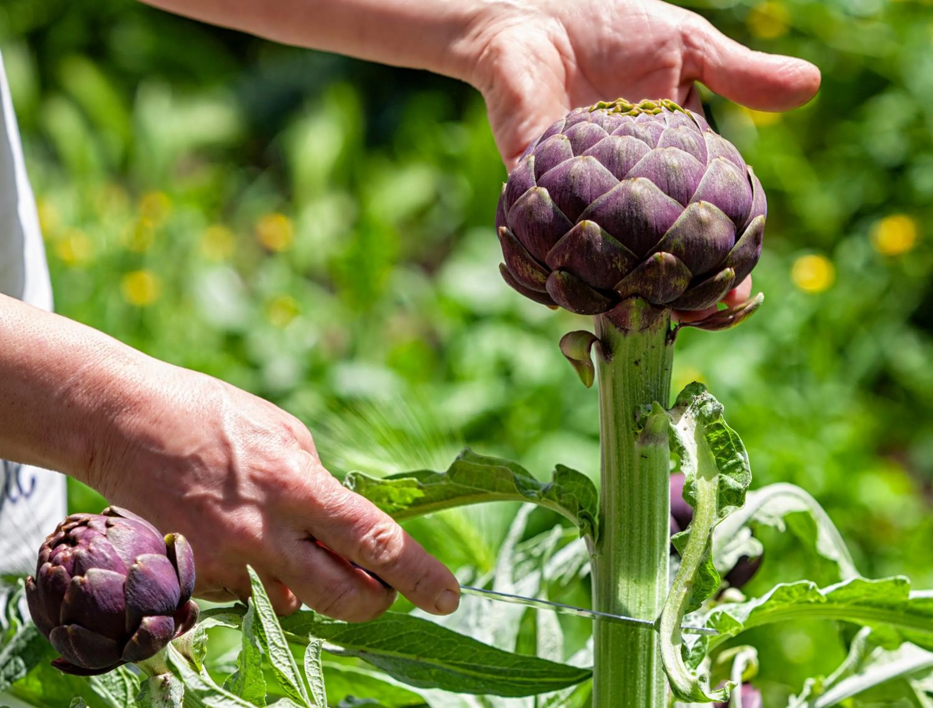 Garden in Villa Maresca B&B