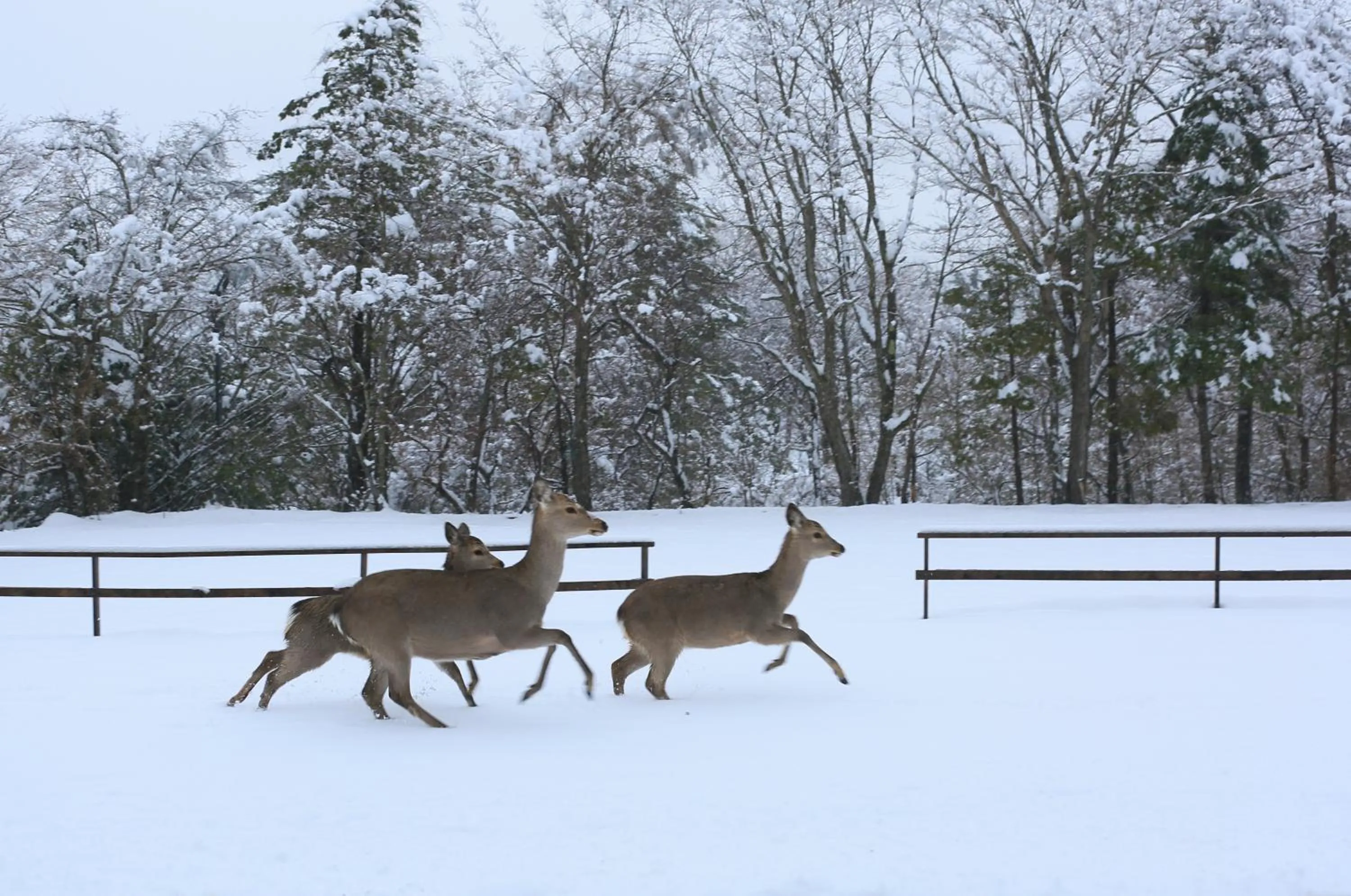 Animals in Human resort