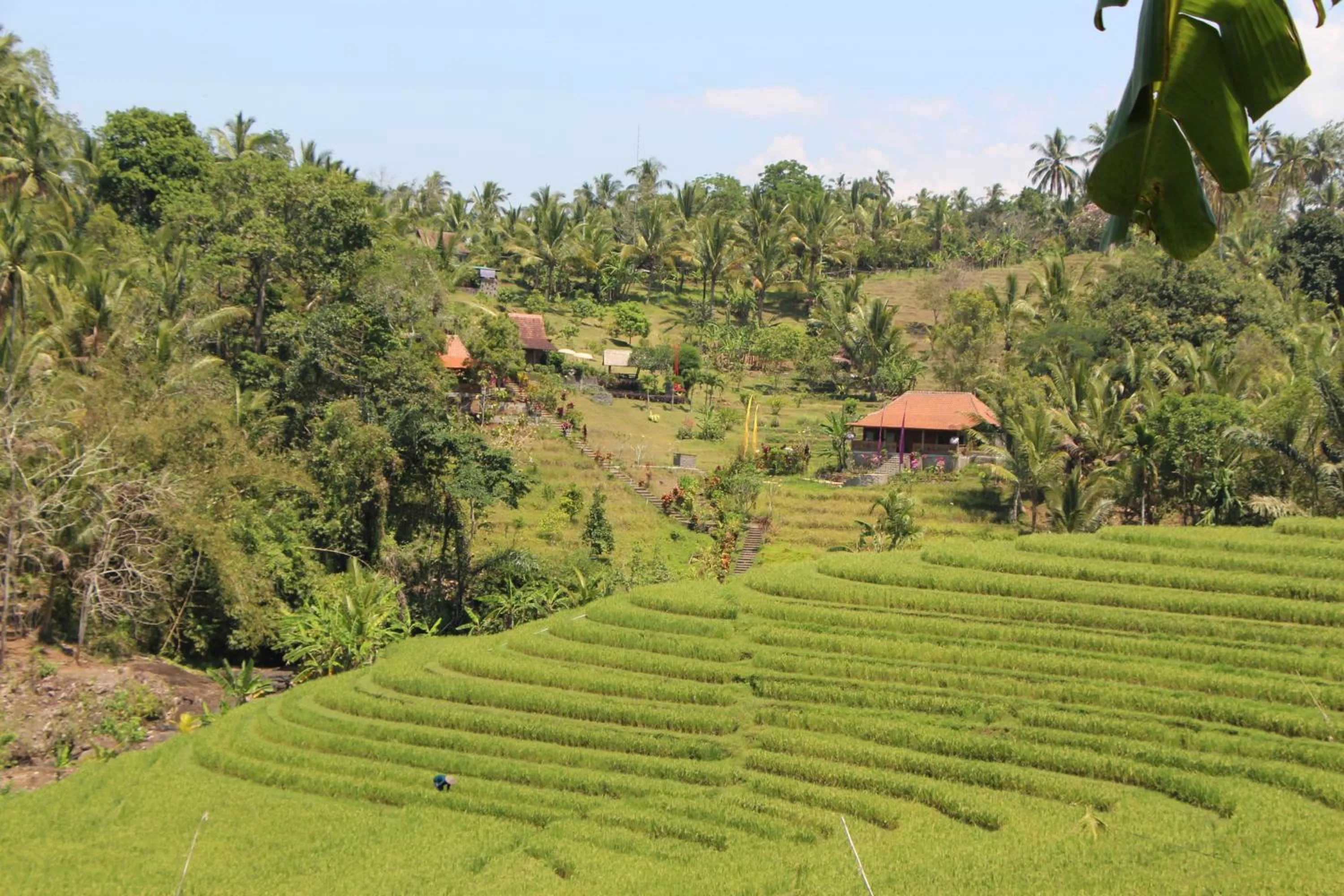 Bird's eye view in Bali Lush