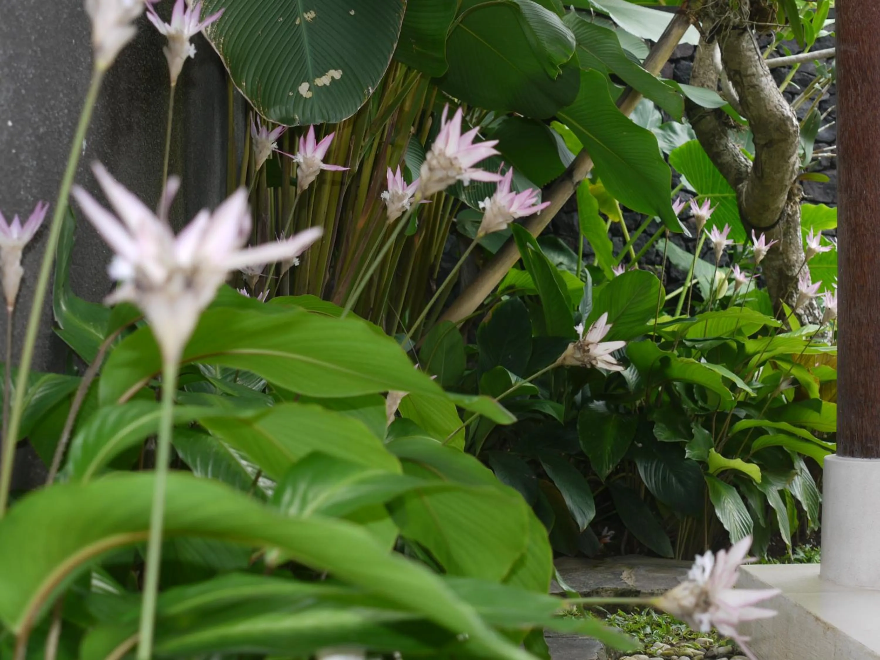Garden view in Rumah Dadong
