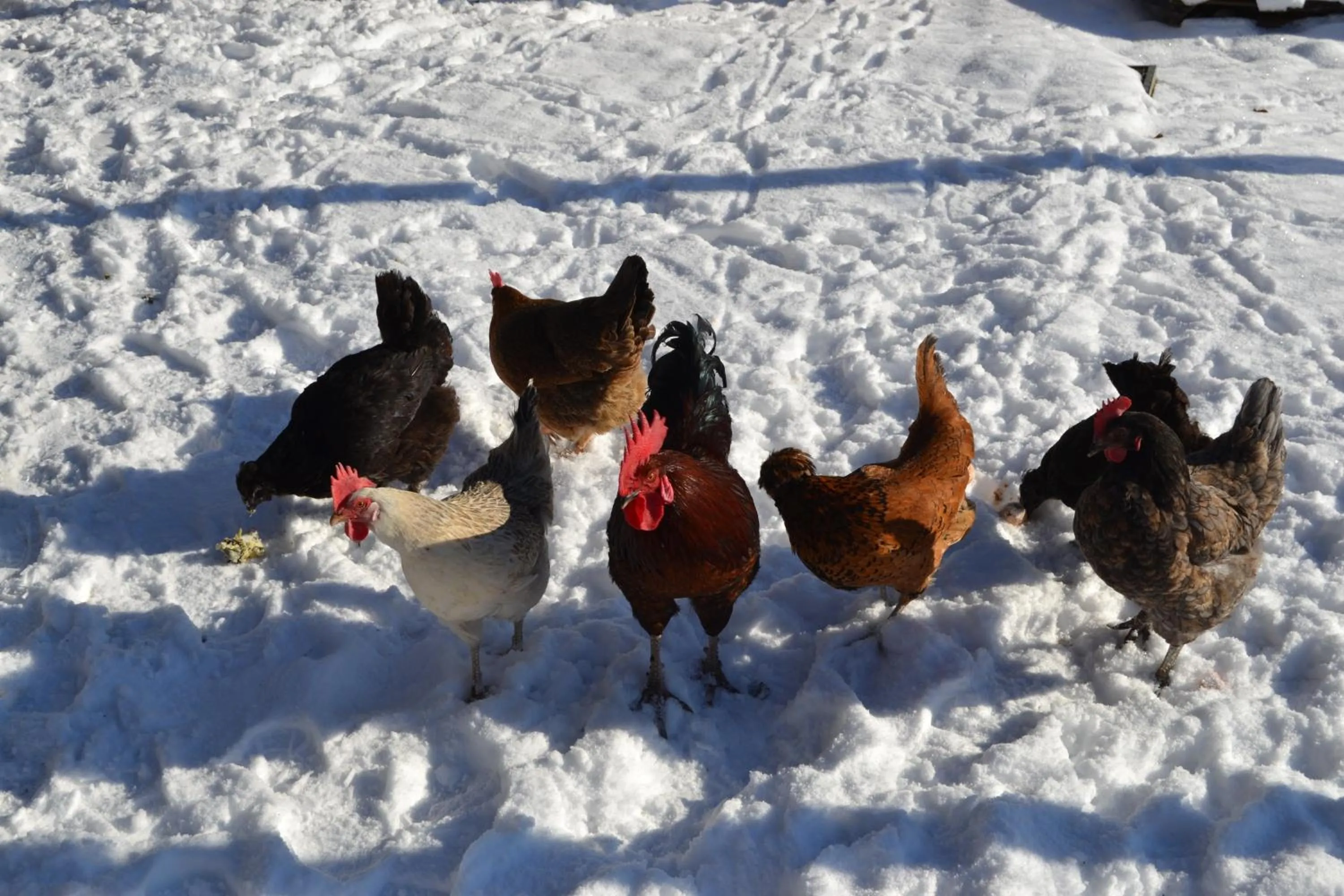 Pets in Ferien bei Freunden im Holzhaus