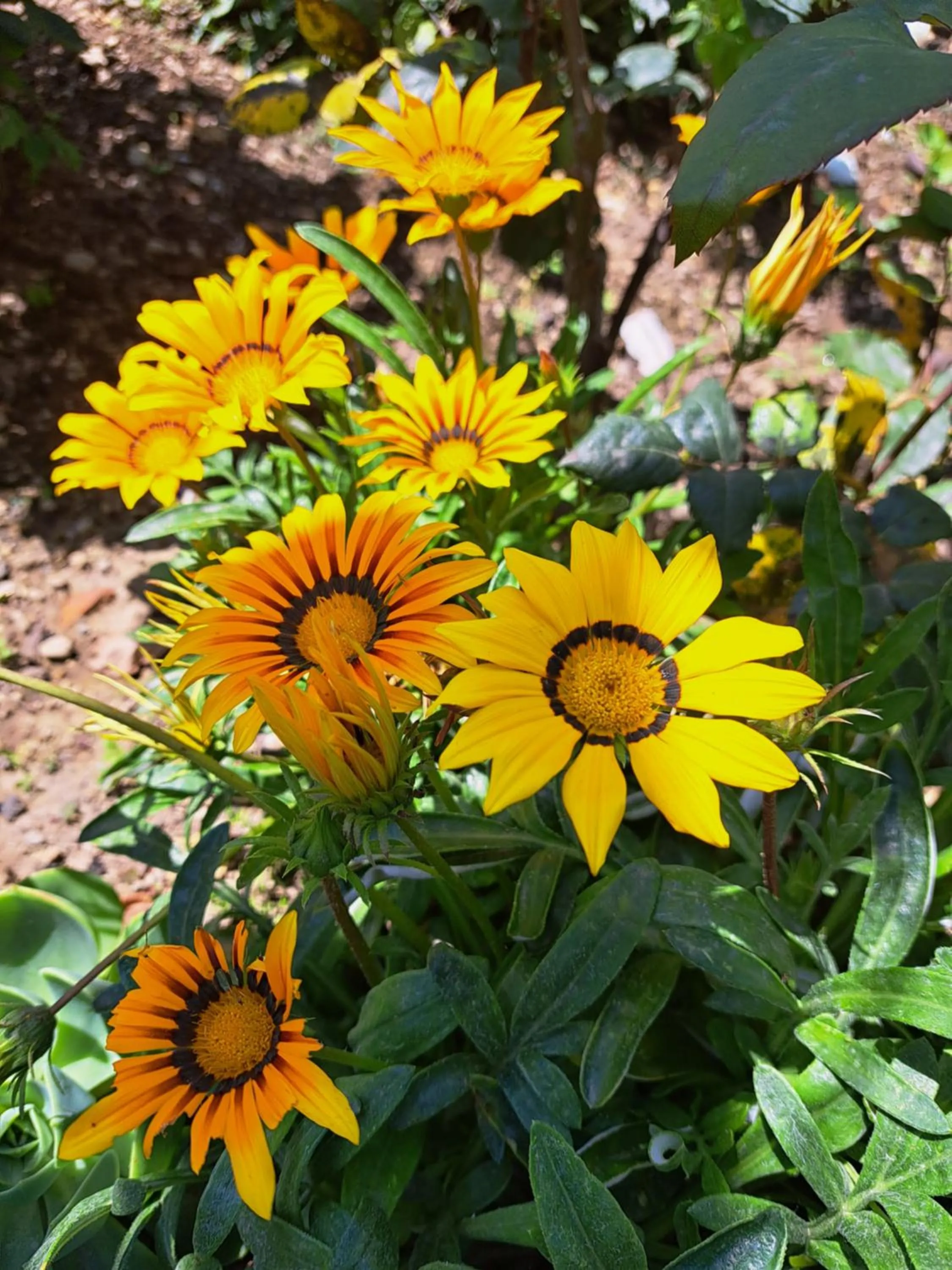 Garden in Domus San Vincenzo
