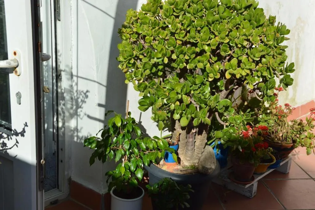 Balcony/Terrace in B&B Spiraglio