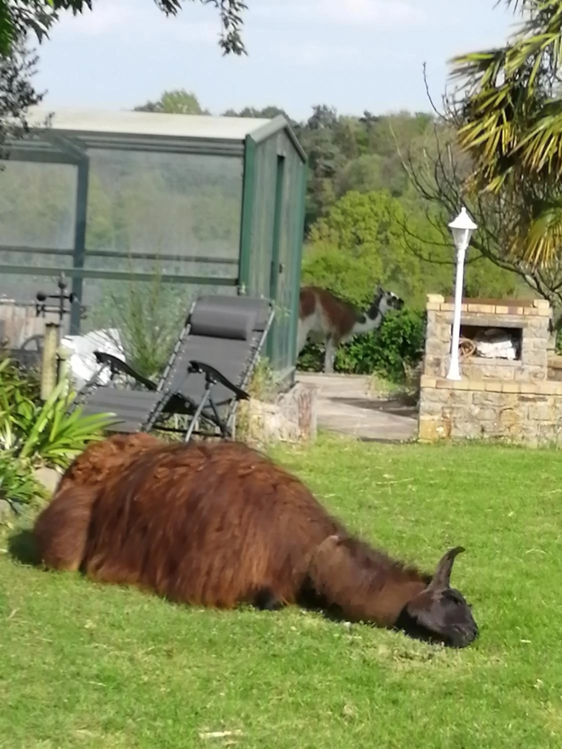 Animals in La P'tit' Fugue