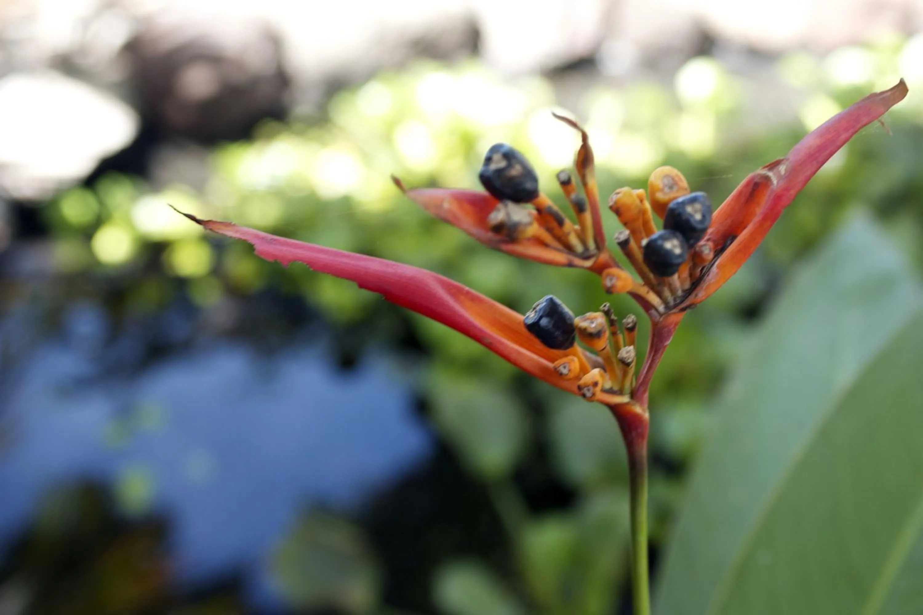 Isleta El Espino Ecolodge