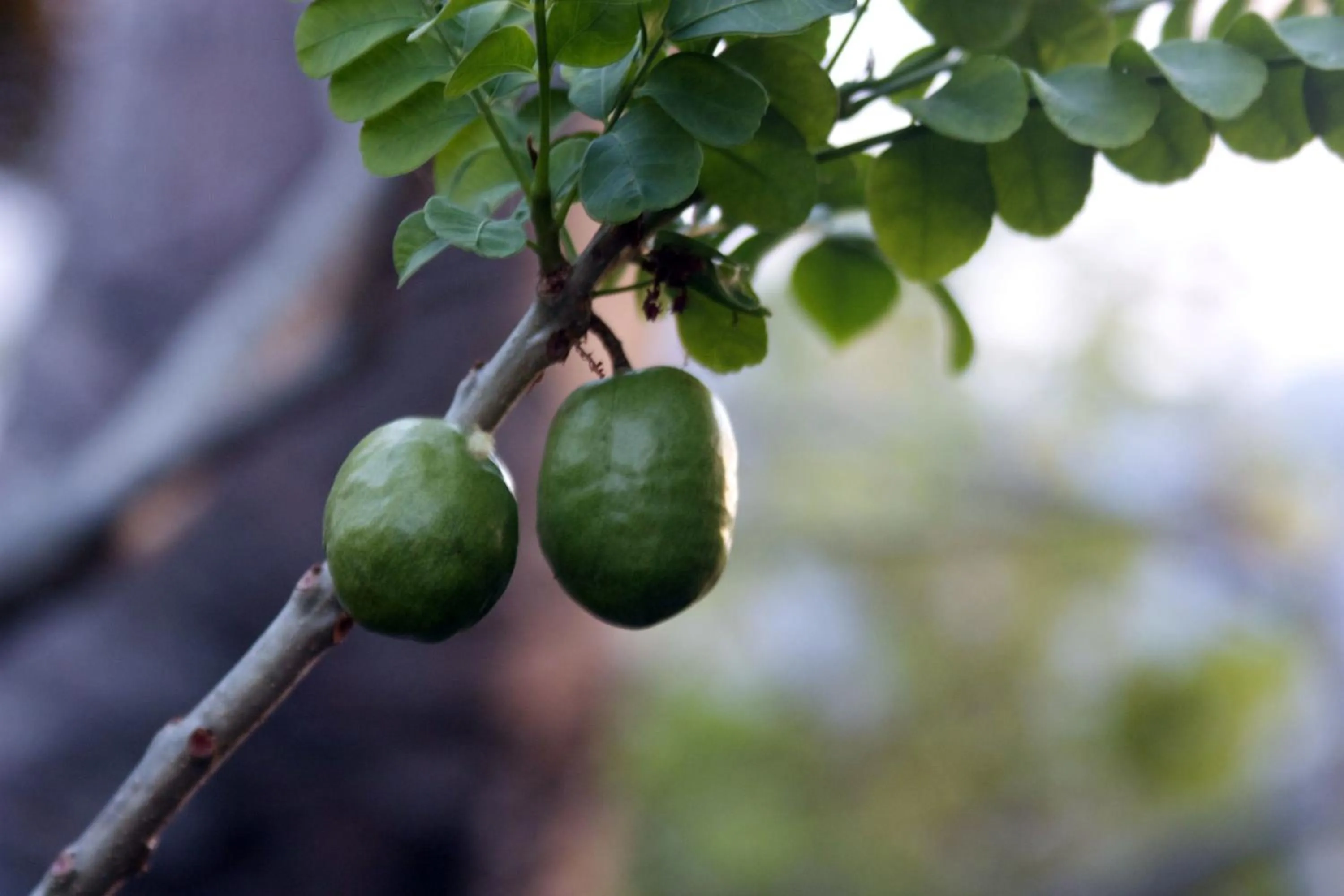 Isleta El Espino Ecolodge