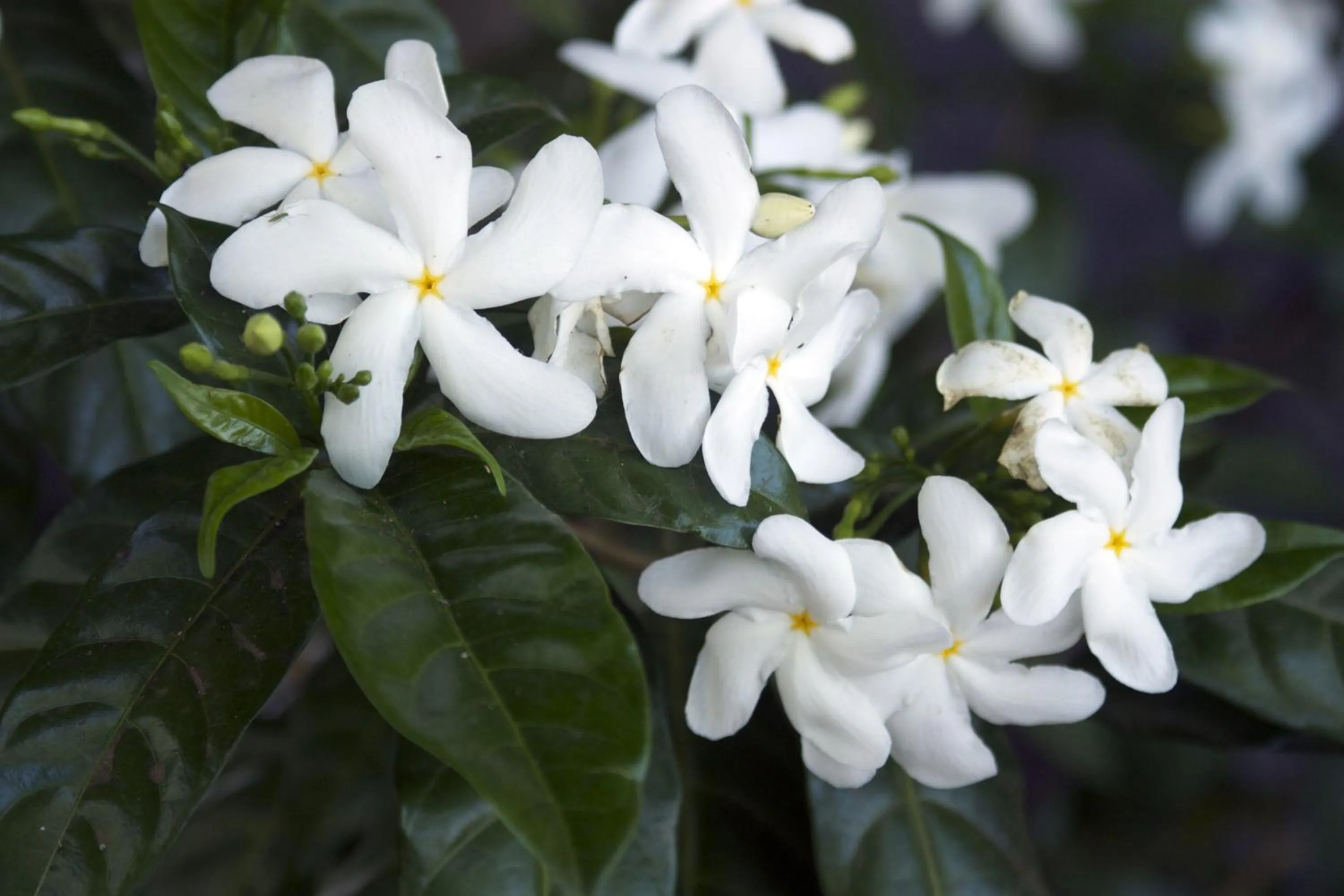 Isleta El Espino Ecolodge