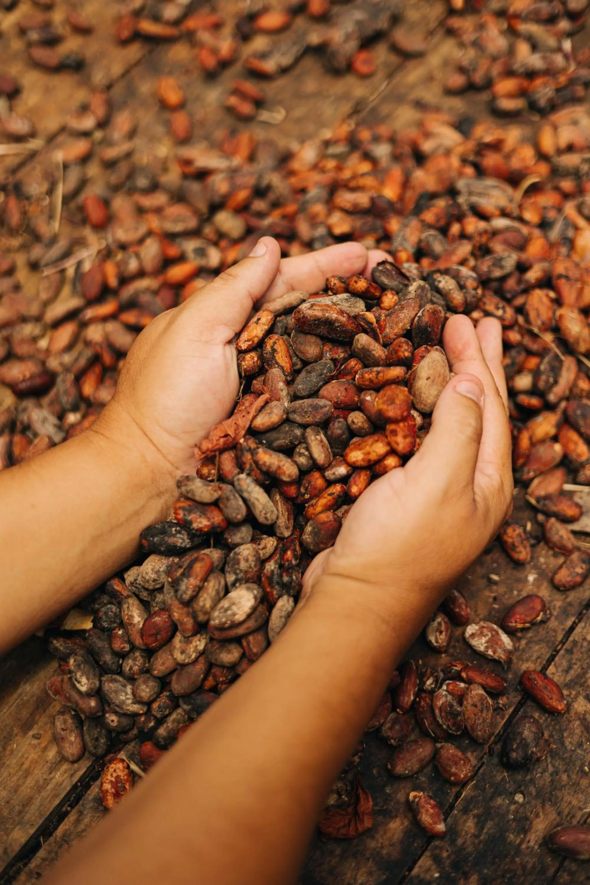 Entertainment in Chocolate Hotel